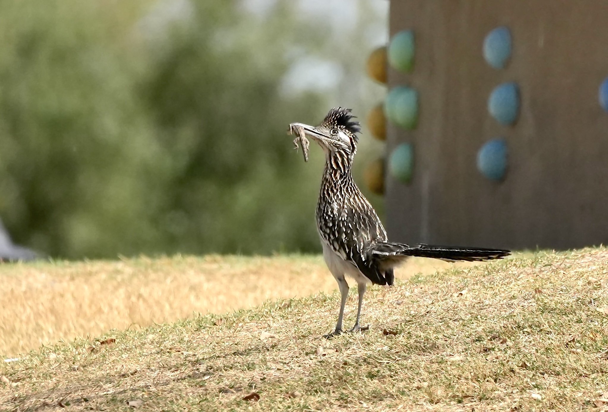 Greater Roadrunner, Riparian Preserve at Water Ranch, Gilbert, Arizona, USA