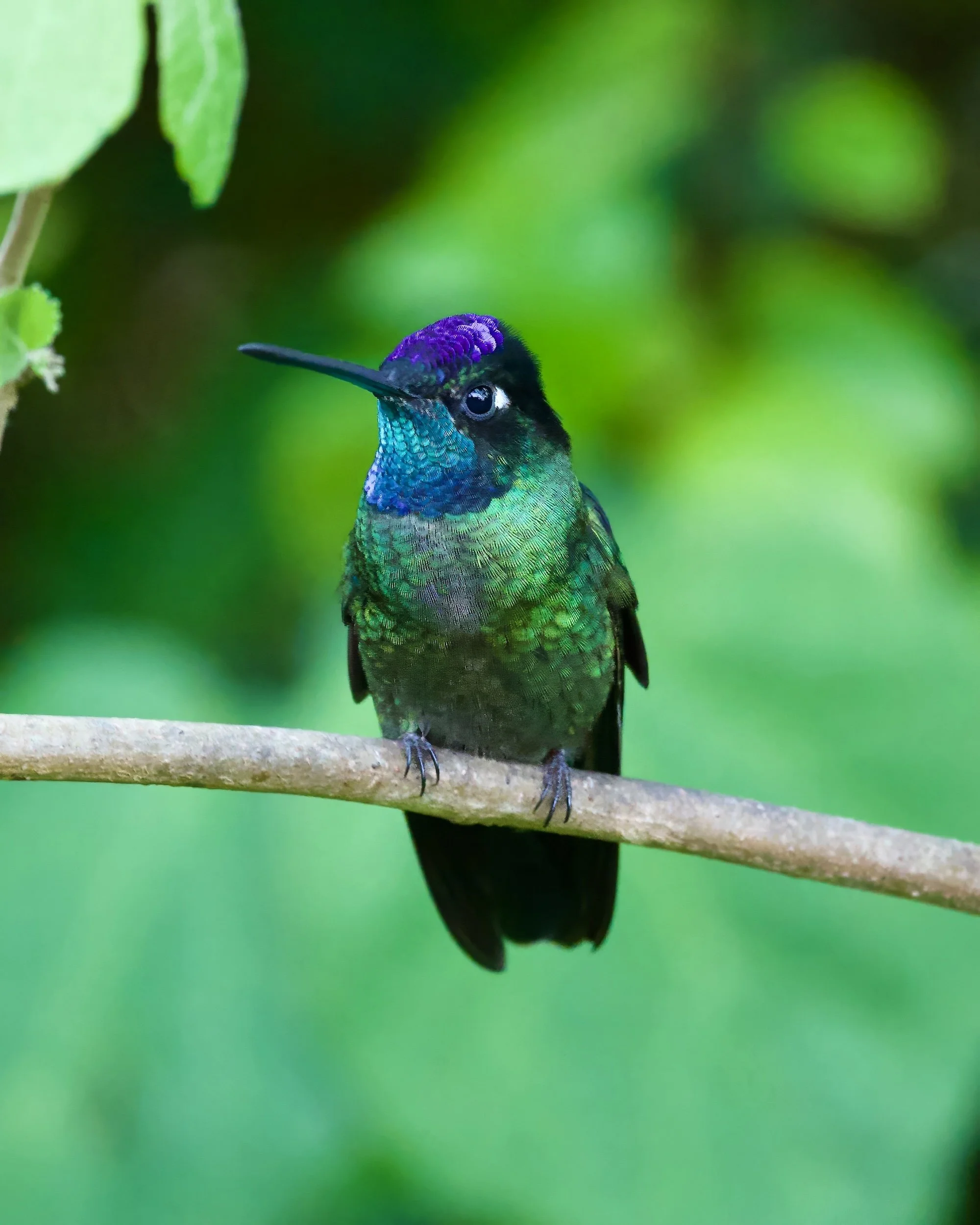Talamanca Hummingbird, Costa Rica