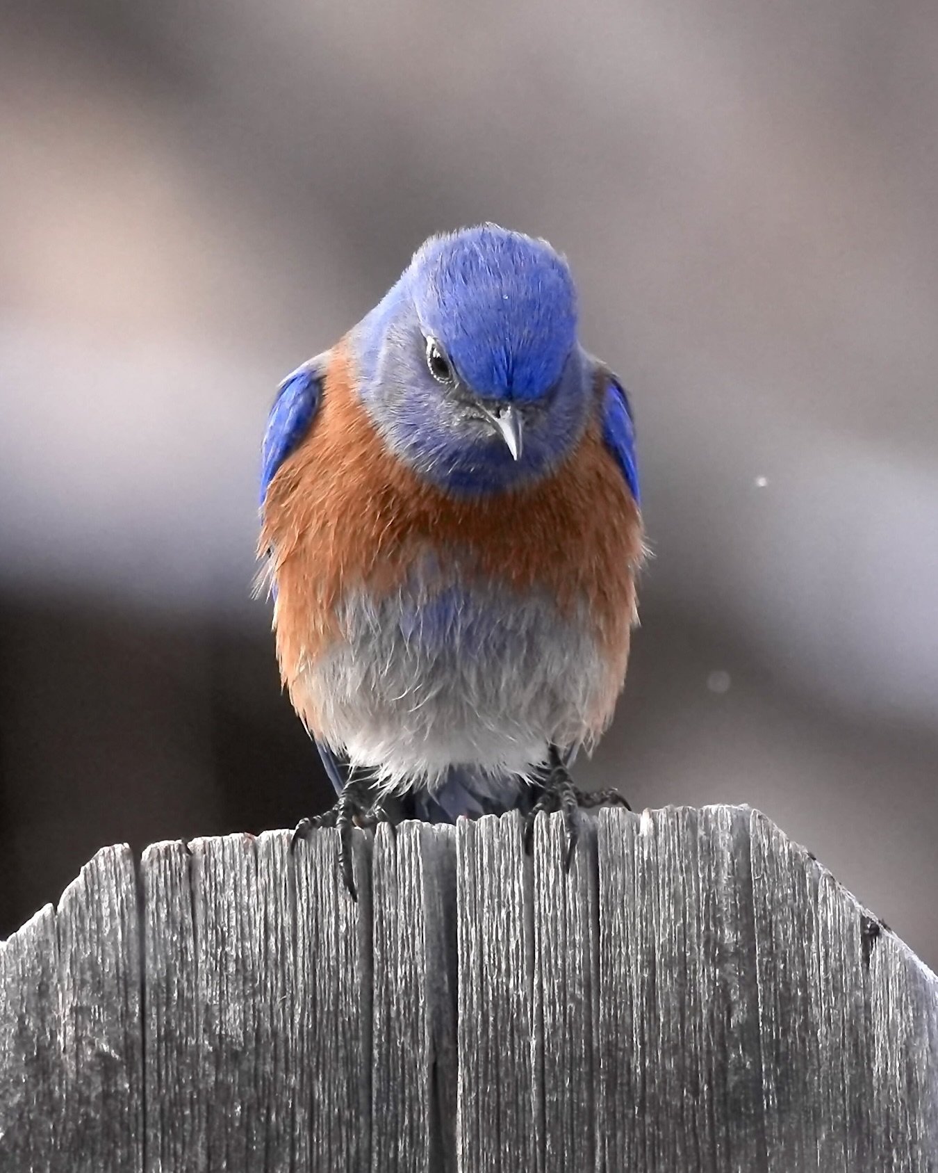 "And what are you looking at?" said the Western Bluebird, White Rock, New Mexico, USA