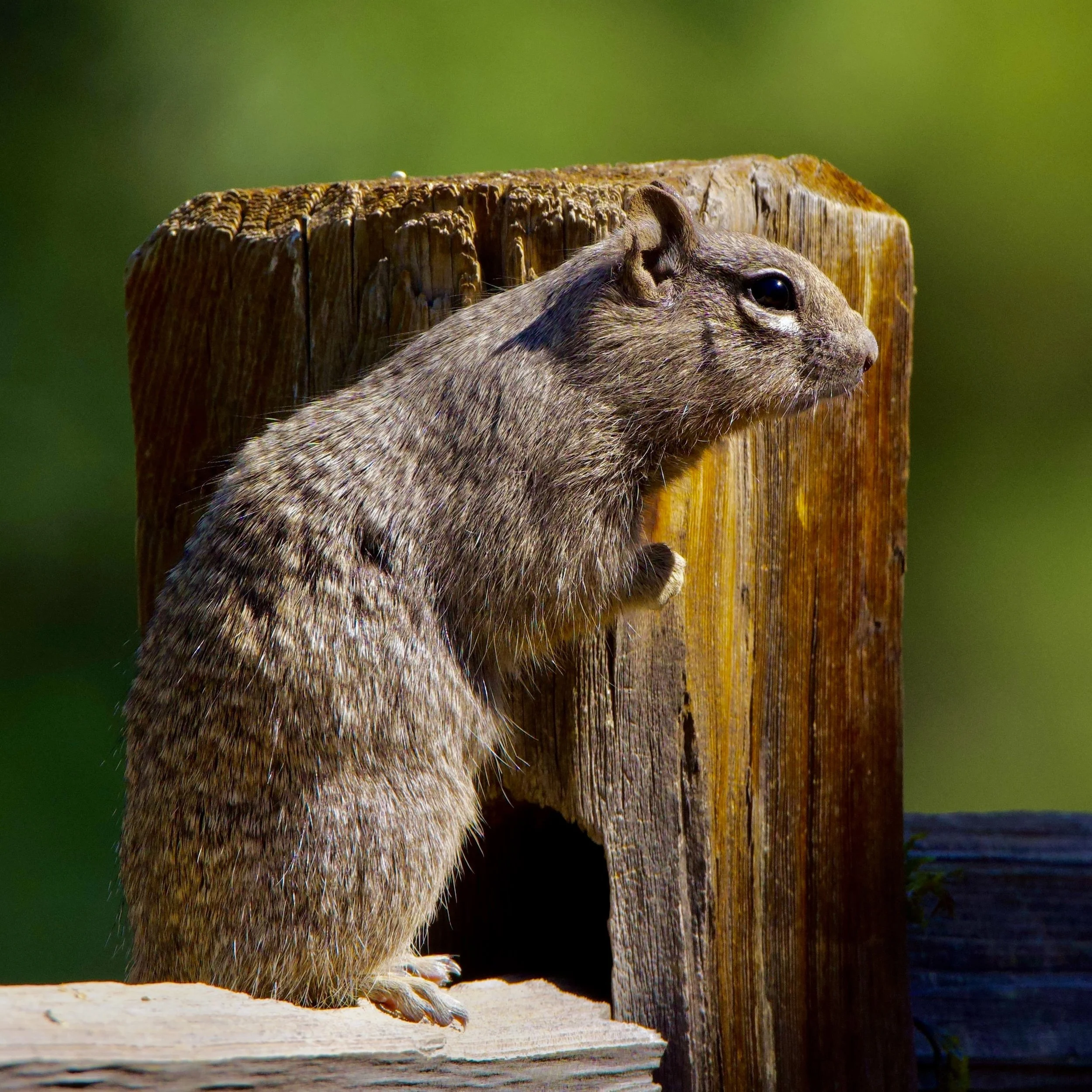 Rock Squirrel, Los Alamos, New Mexico, USA