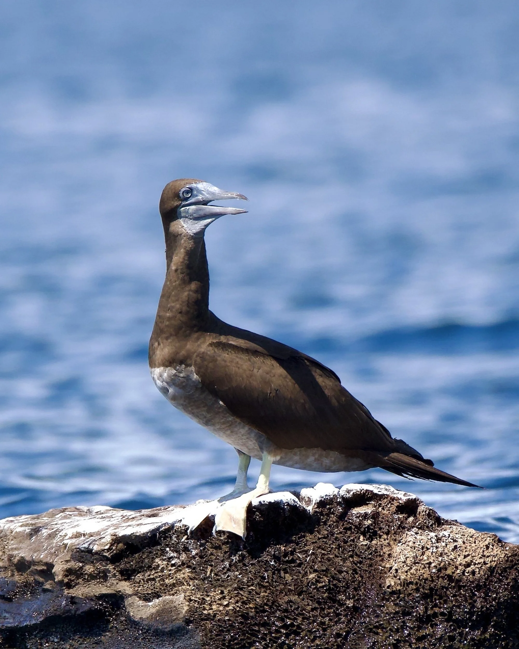Cocos Booby, Costa Rica
