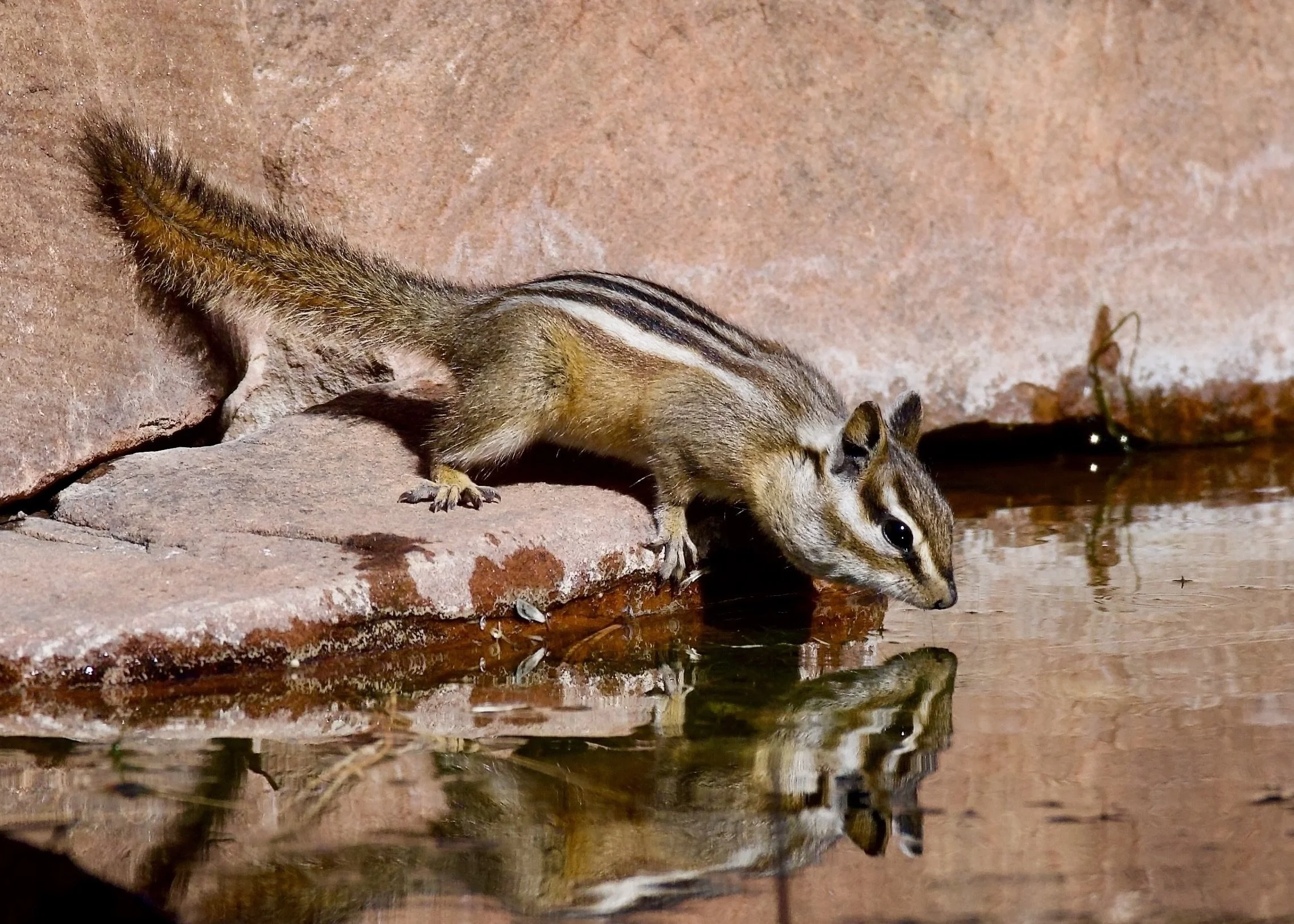 Chipmunk, Los Alamos, New Mexico, USA
