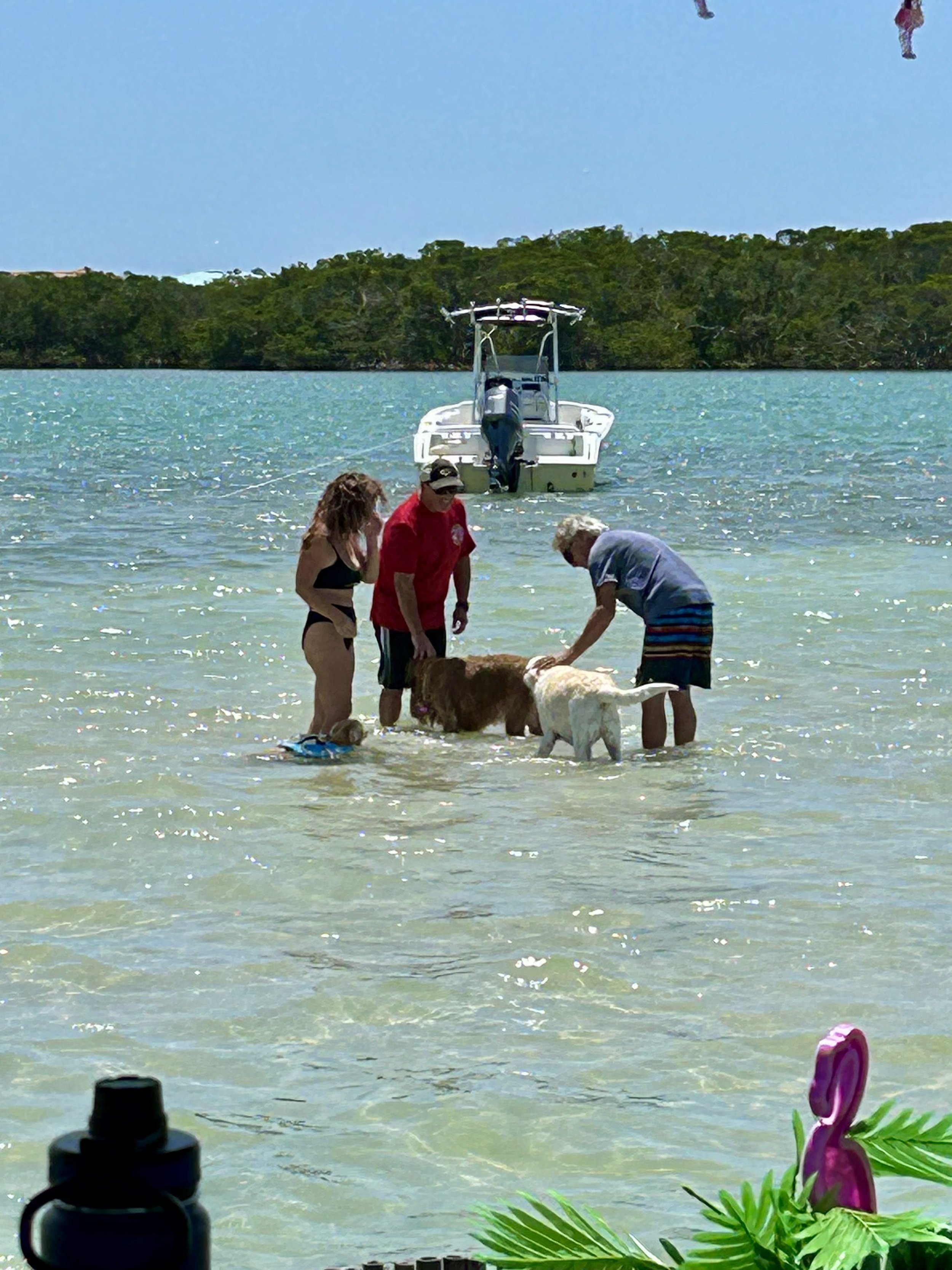 People with dogs standing in shallow water near a boat and shore with greenery in the background.