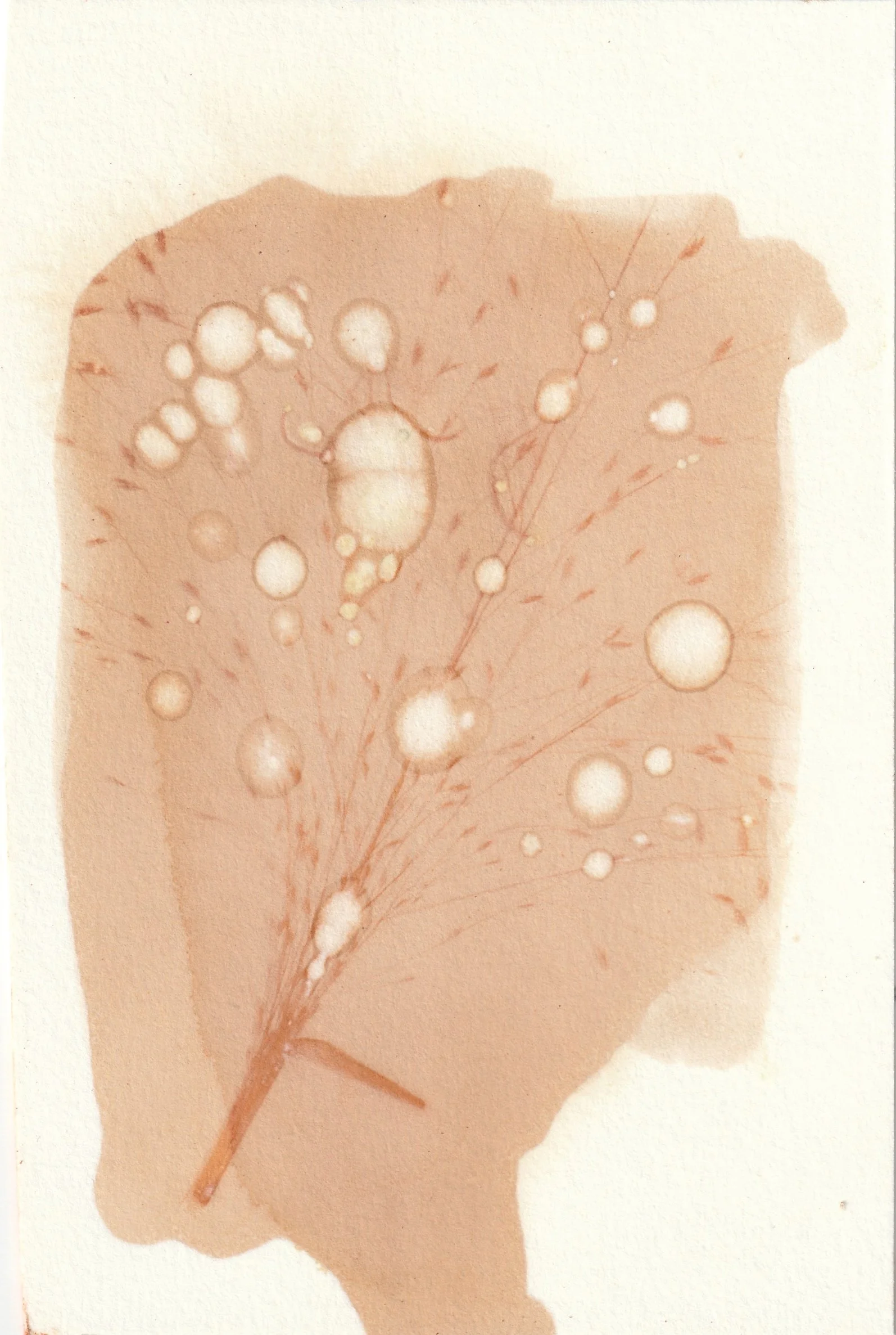 Anthotype 2025