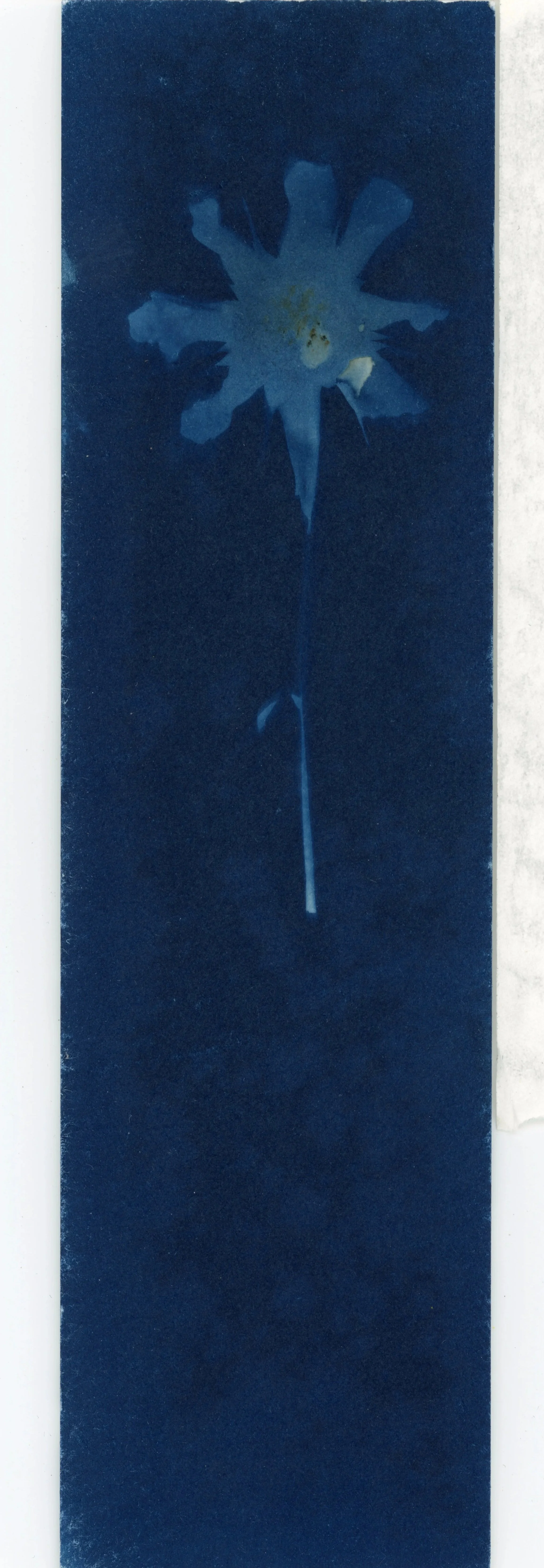 Cyanotype_Bookmark_020.jpg