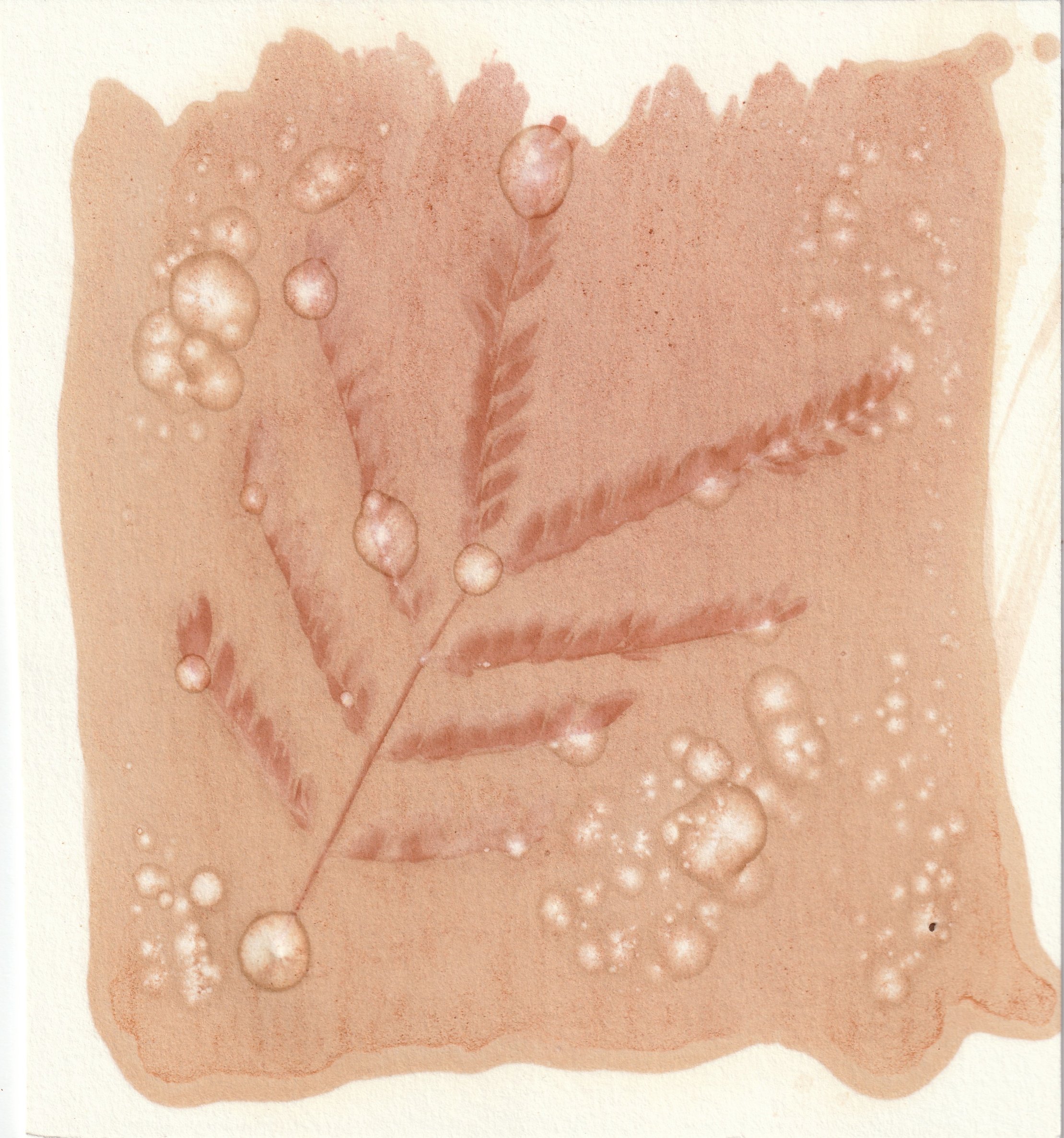 Anthotype 2025