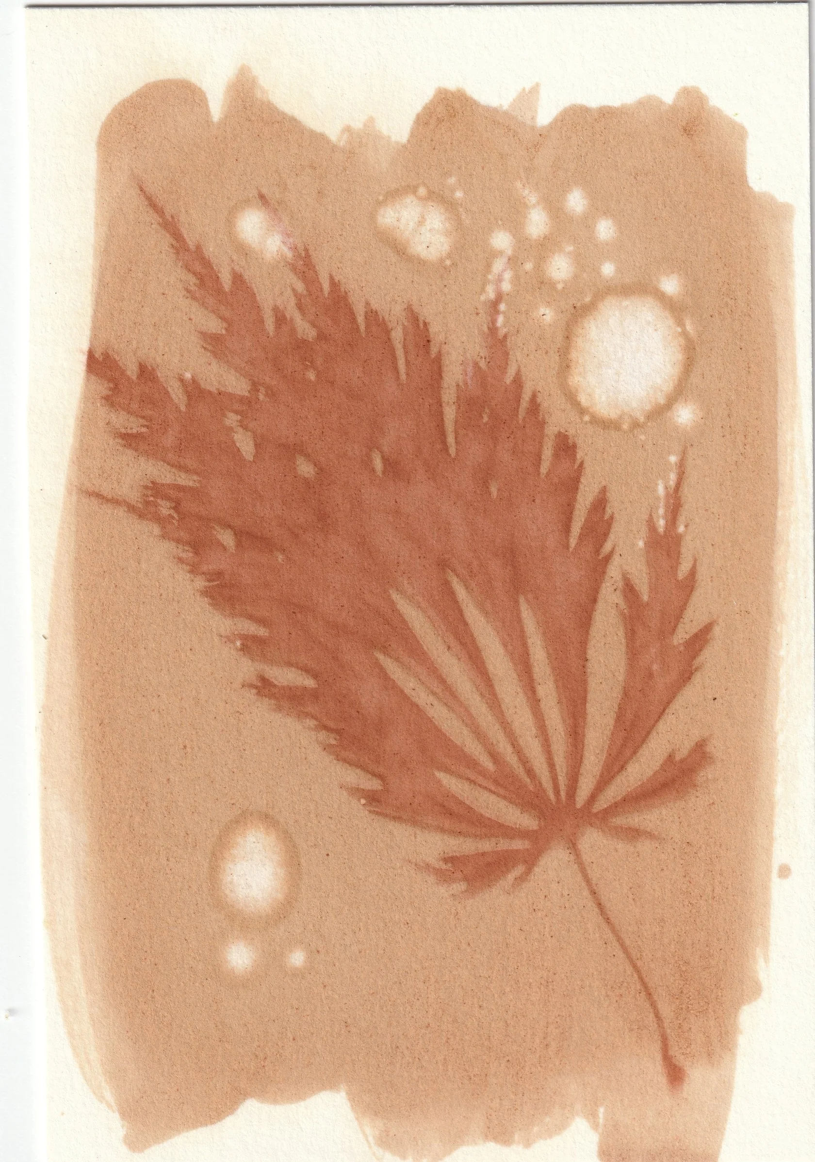 Anthotype  2025
