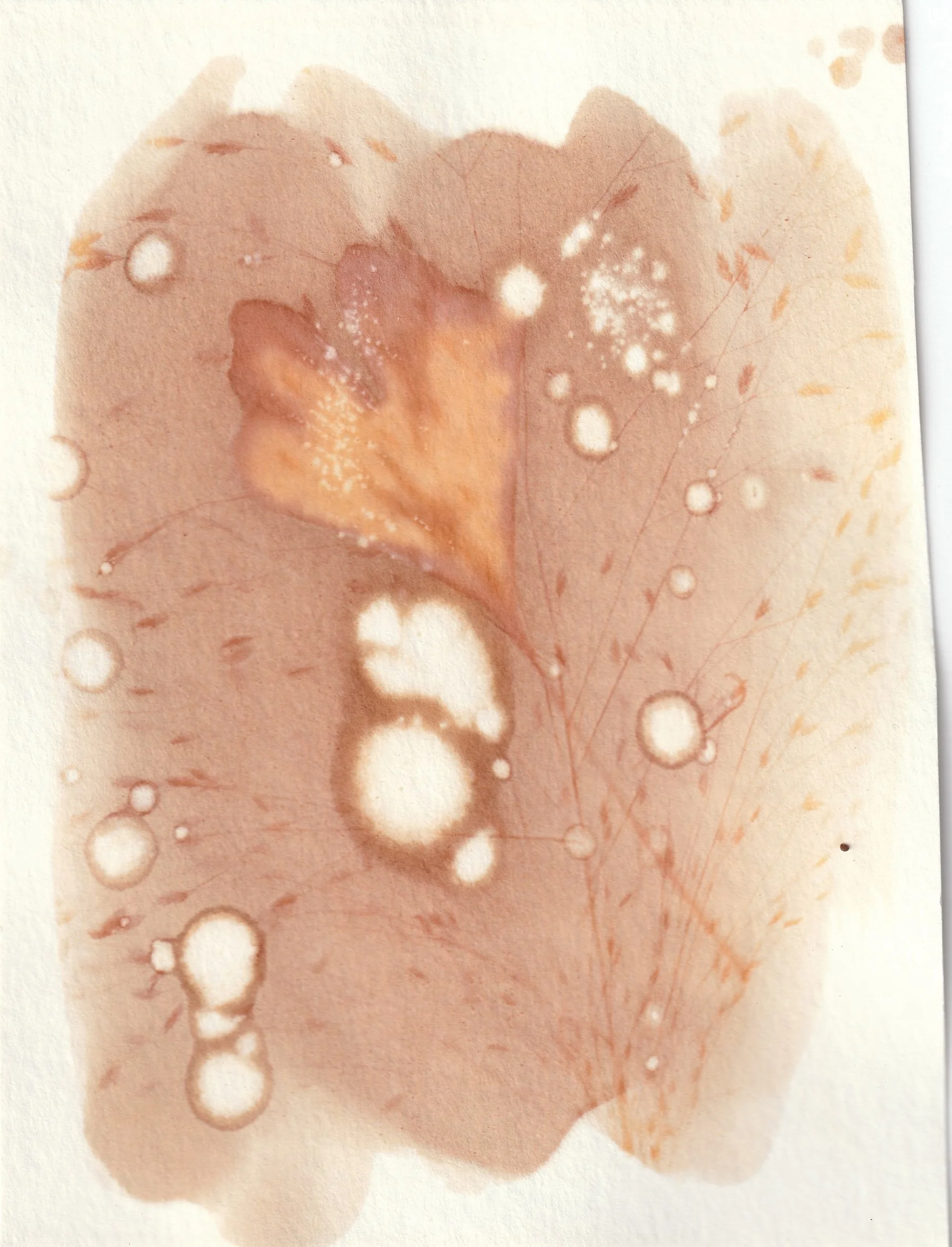 Anthotype 2025