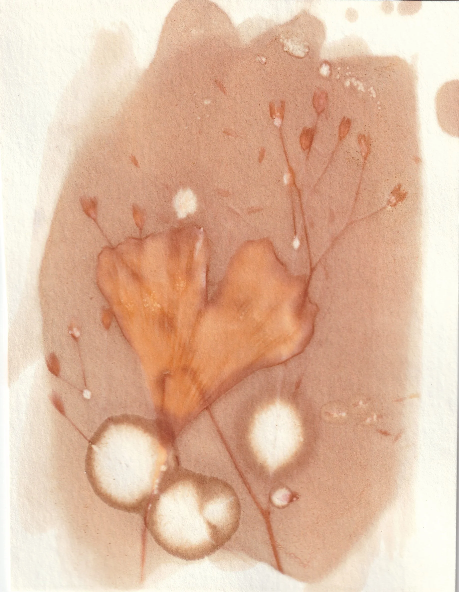 Anthotype 01 - 2025