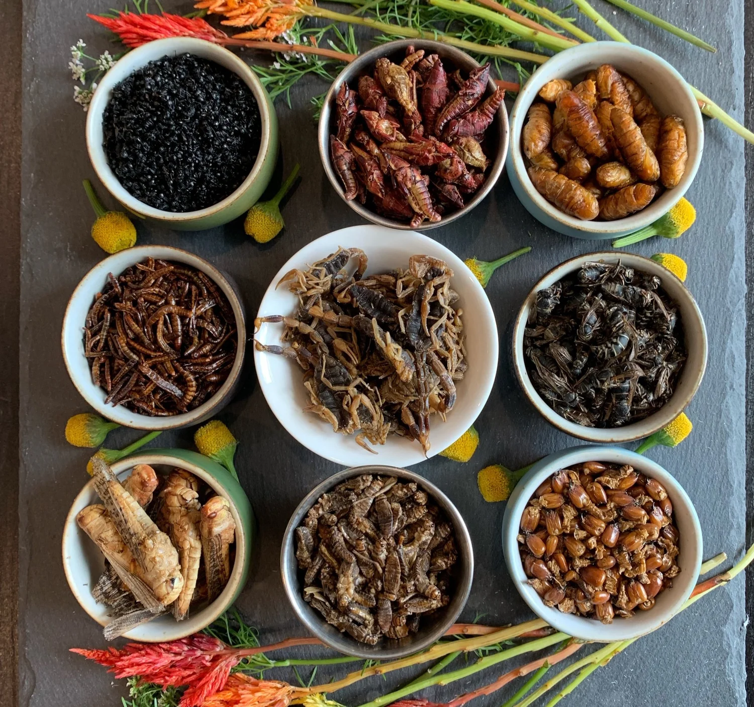 Most Appetizing Insect Why Eat Insects? | Delicious, Healthy, Sustainable & the Future of Food ...