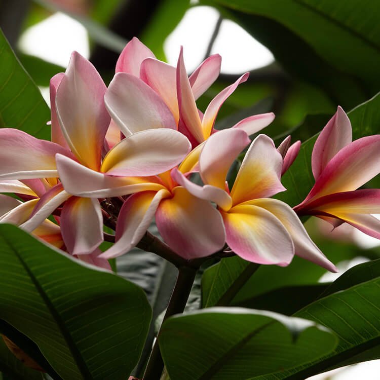 kona flowers (1).jpg