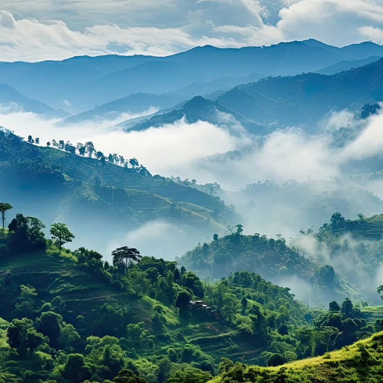 jamaica blue mtns (1).jpg