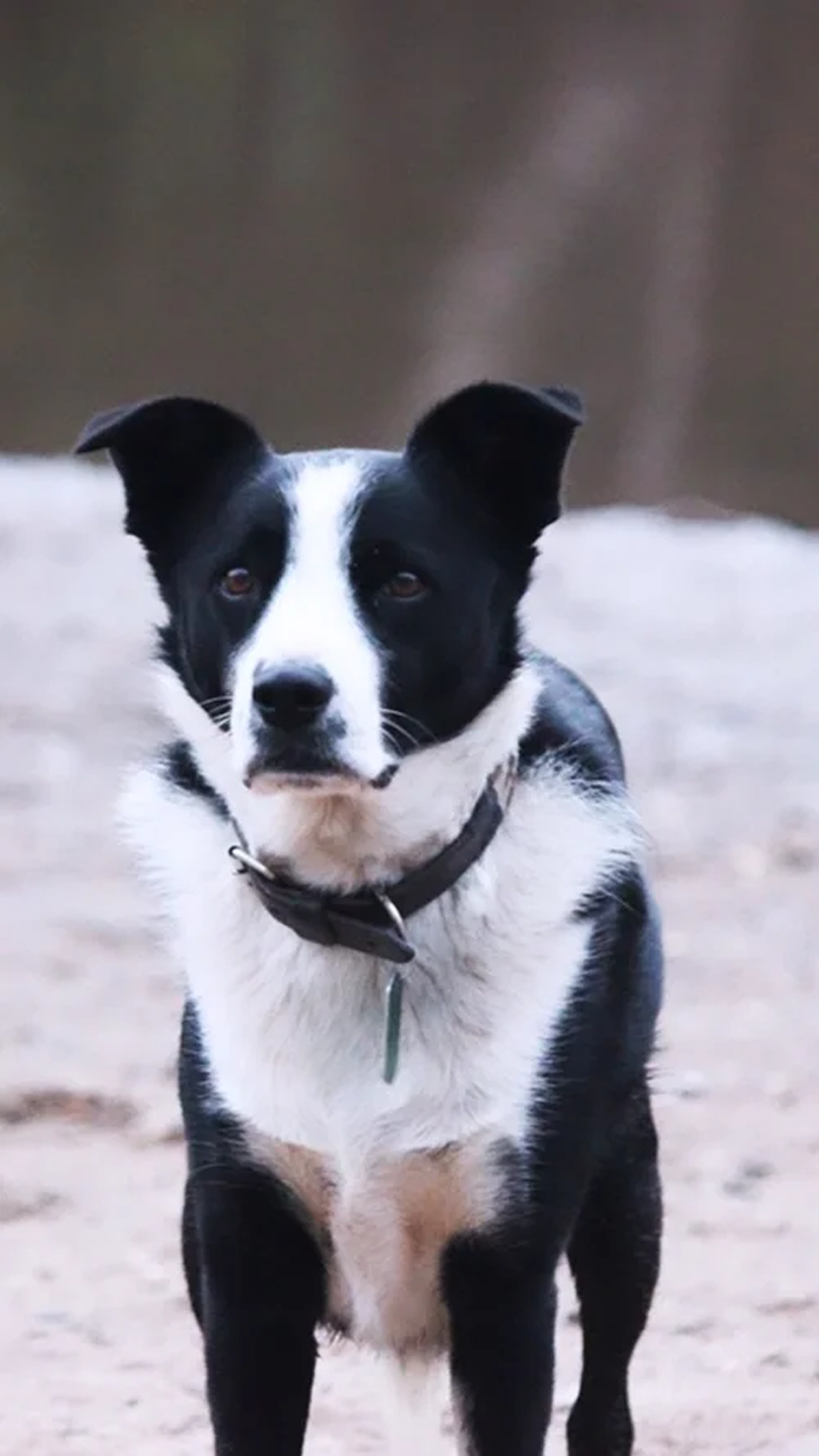 Close up portrait of Bear, Millie Hardie's retired border collie therapy dog at The Pocket Psychologist