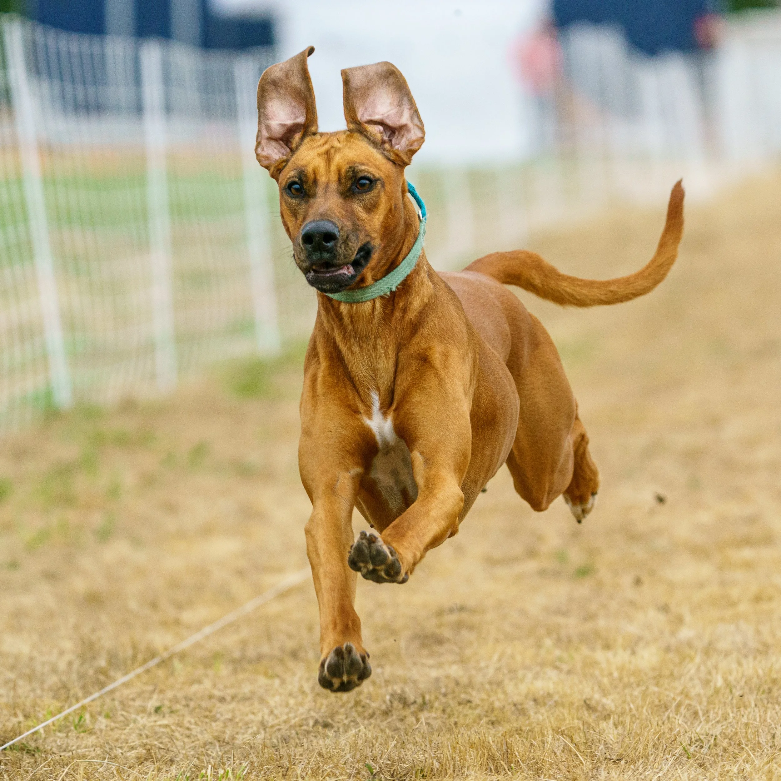 BVKA & MBKC AKC Fast CATs in Lynden, WA May 16-18, 2026