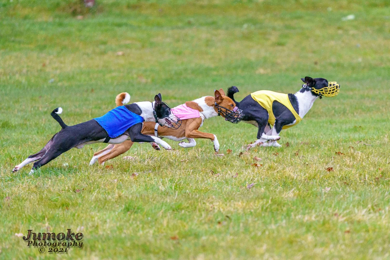 WWHA AKC Lure Coursing in Ethel