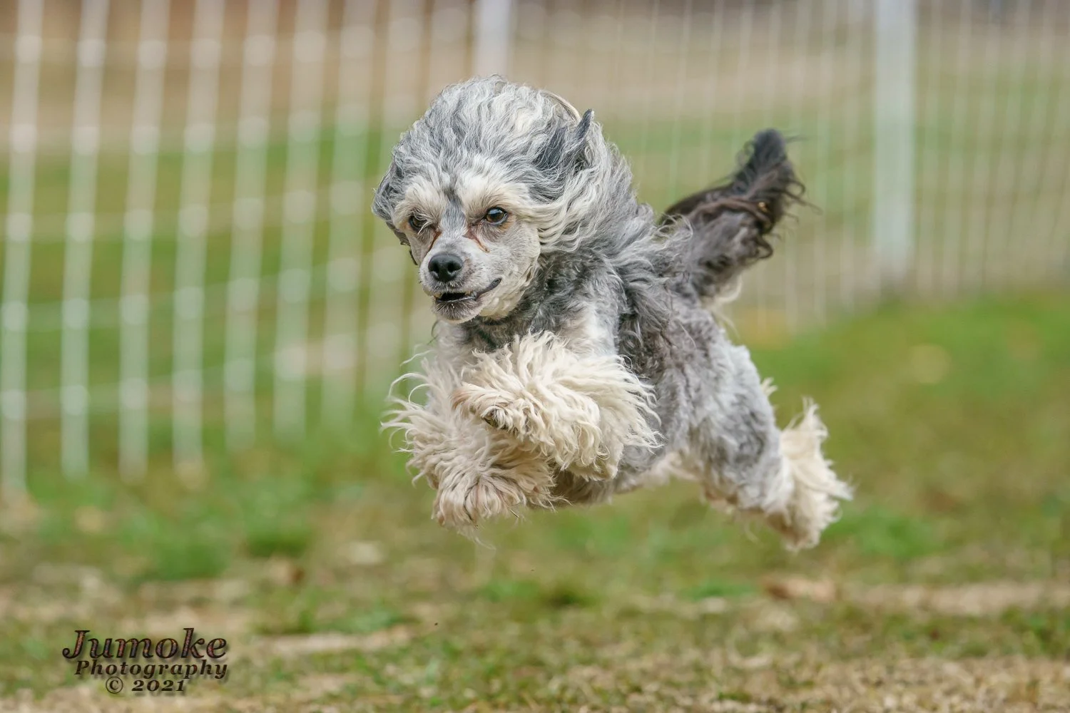 BVKA & MBKC Fast CATs in Lynden, WA