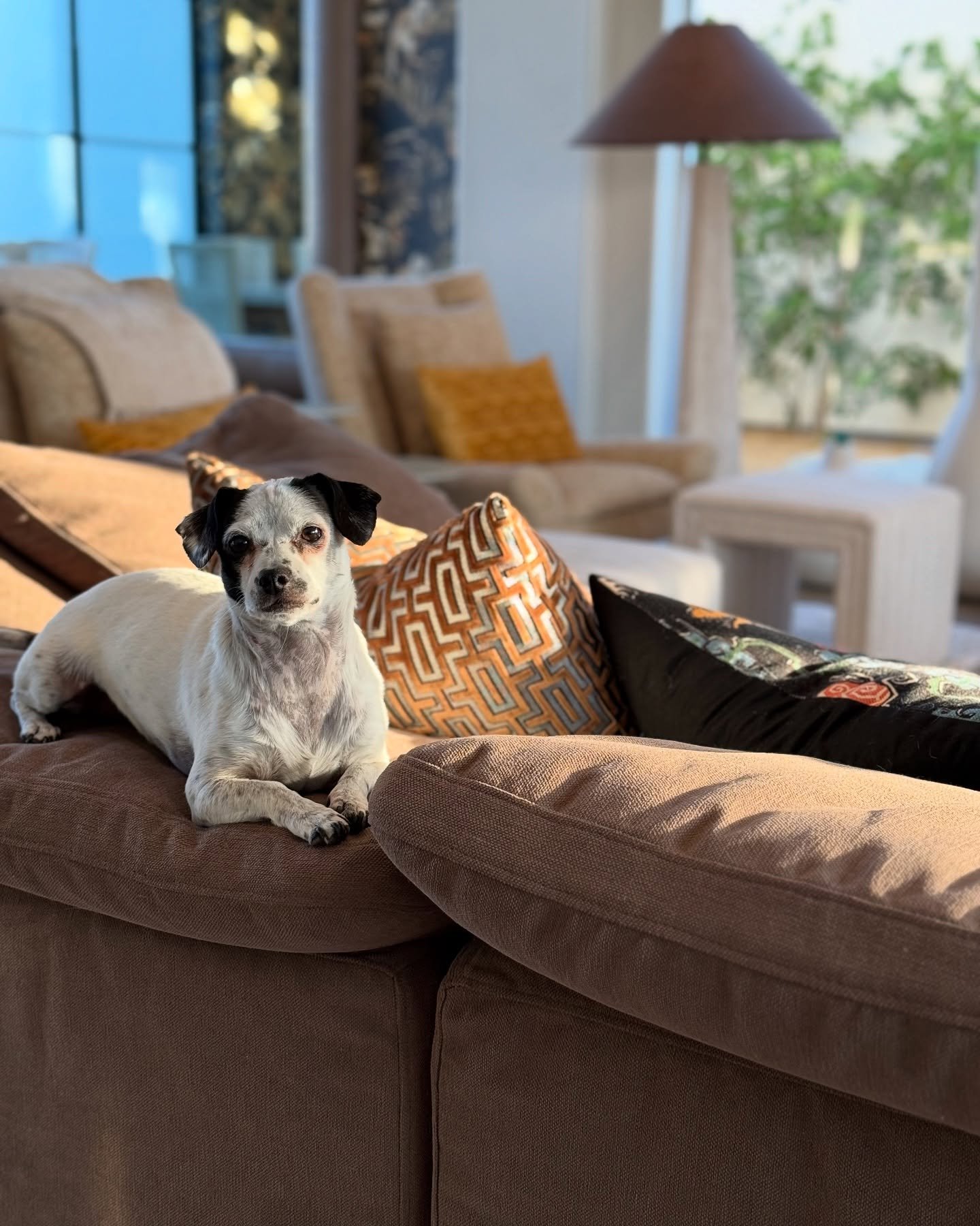 Pebbles has impeccable taste&mdash;and she&rsquo;s made it clear this sun-drenched corner of our La Quinta remodel at Citrus Club is her throne. Warm desert tones, textured fabrics, and custom accents make this space as cozy as it is chic. Proof that