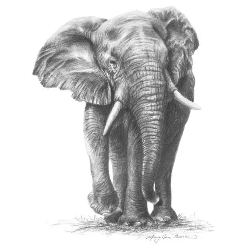 This is a sketch of an elephant bull in Kruger National Park up near Punda Maria, South Africa. Hand drawn by Mary-Jane Persson for The Nomadic Palette as a gift, free single download