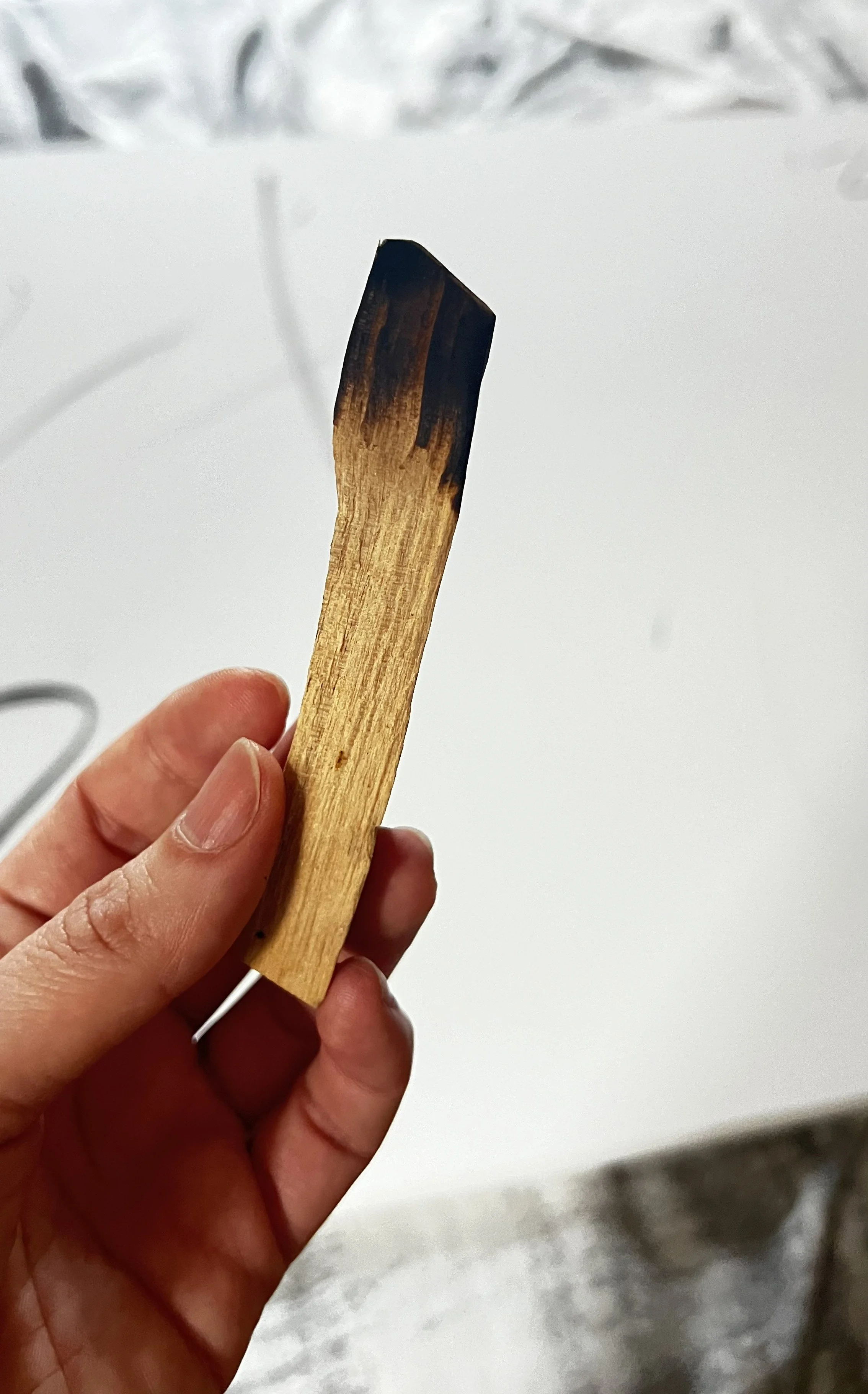 sktech palo santo.jpg