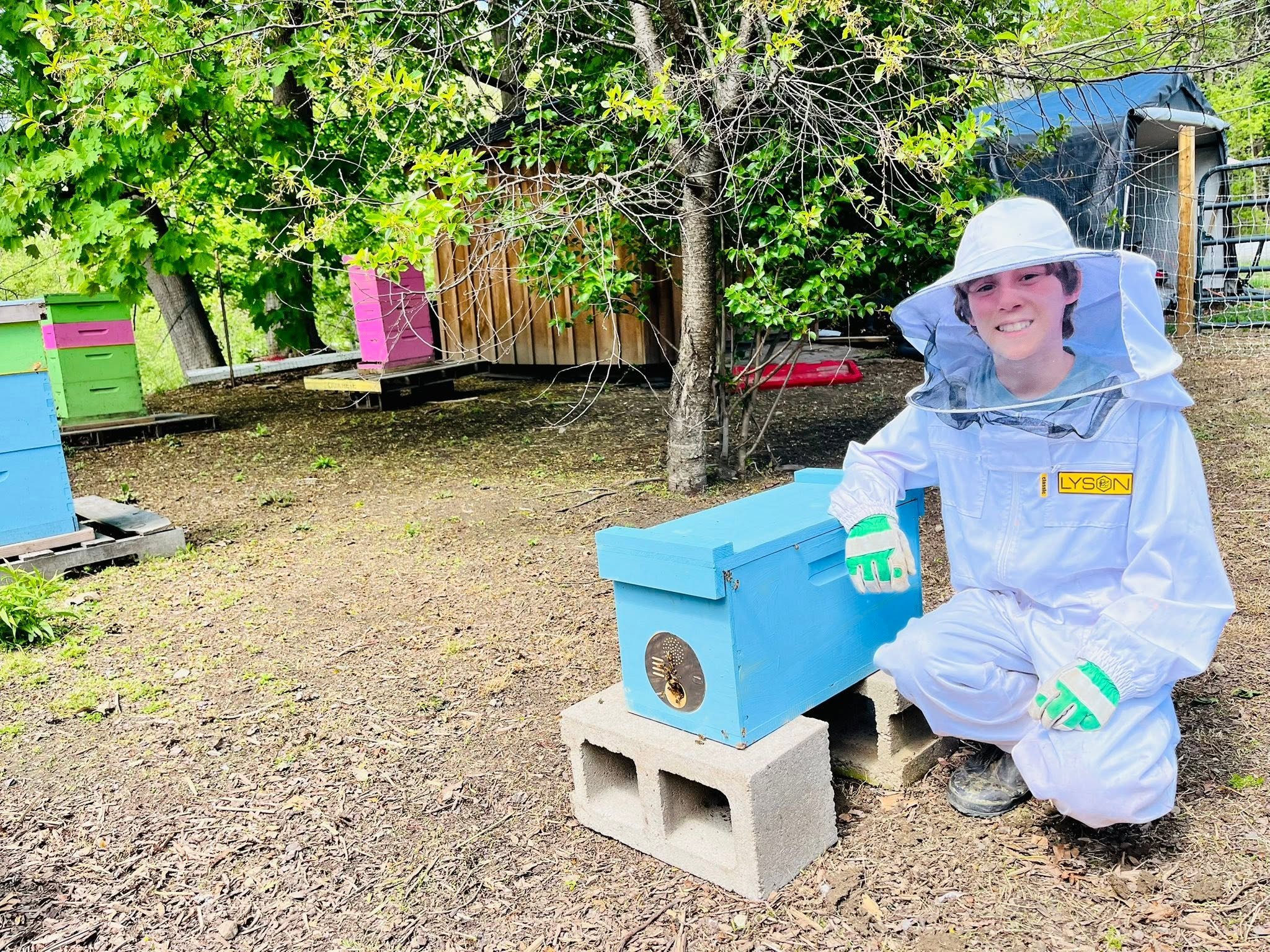 Catching a bee swarm
