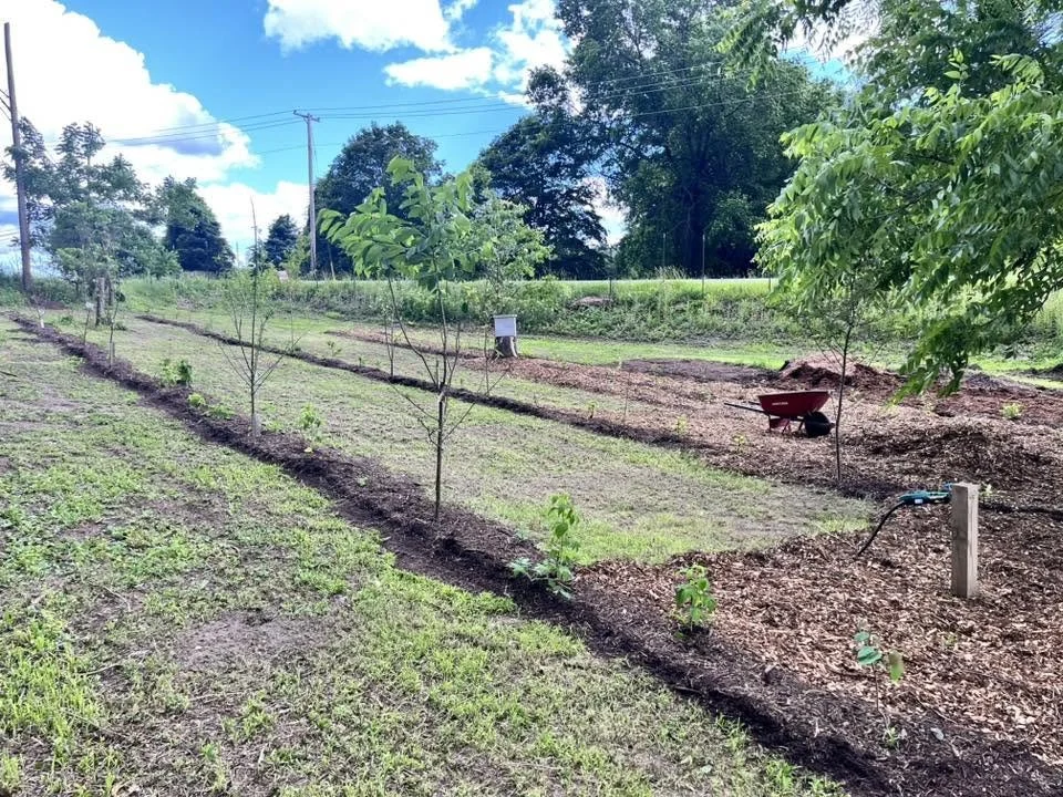 Our newly planted orchard in what used to be an overgrown unused corner of our property