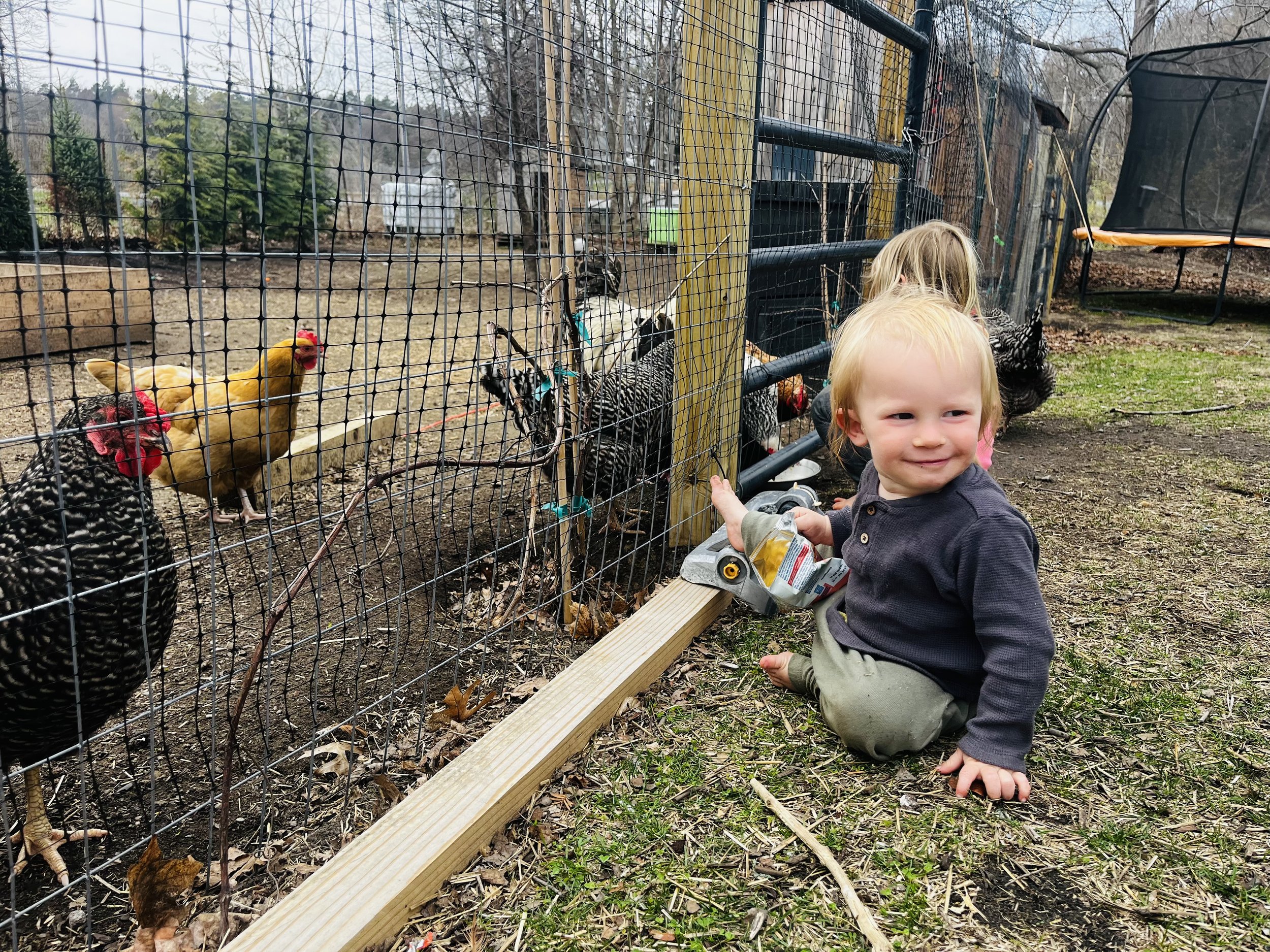 Just hanging out with the chickens