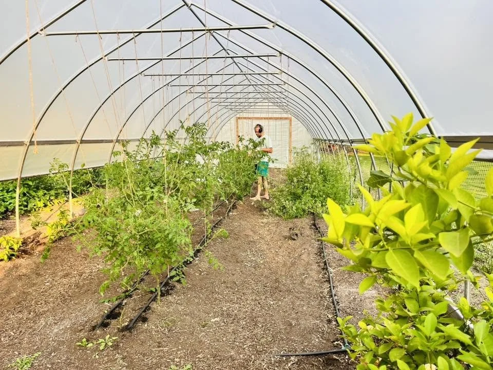 Trellising our tomatoes 
