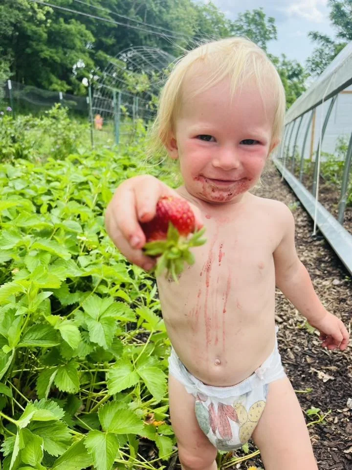 First strawberries of the season (June 2025)