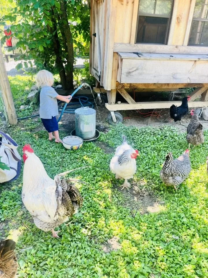 Trying to give the chickens water