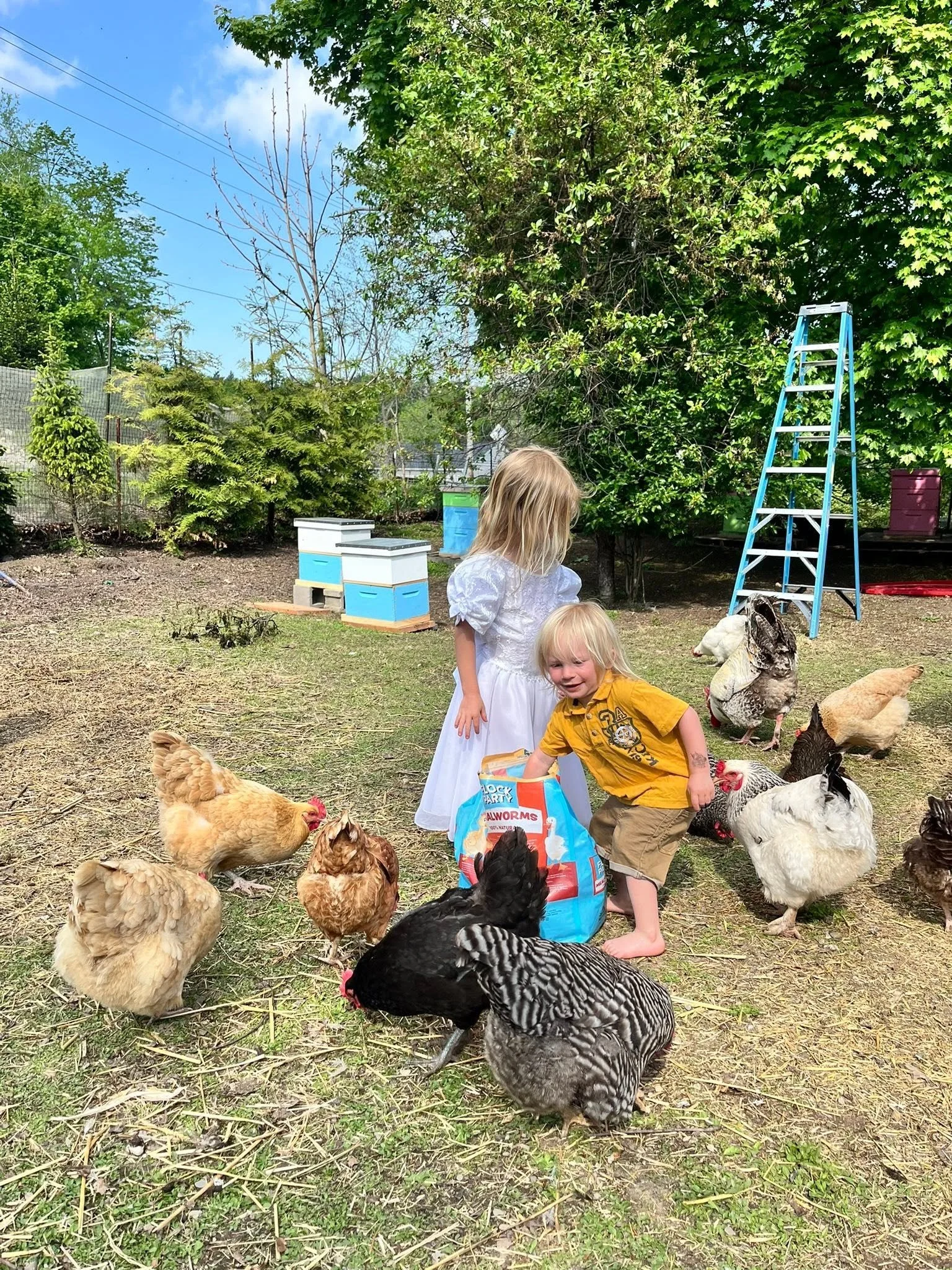 Treats for the chickens