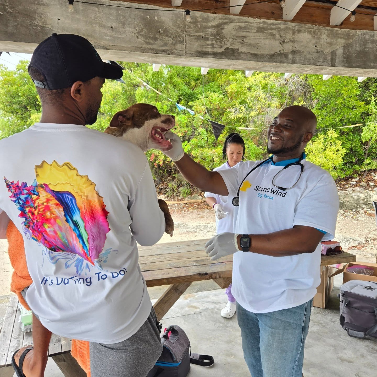 Thank you @secondwinddogrescue for sponsoring today's Vet Clinic for Staniel Cay area animals! 🙏 @stanielcay.life is happy to be part of this important initiative. 🌞 Dr. Hanson and his team brought needed supplies and are busy taking care of island
