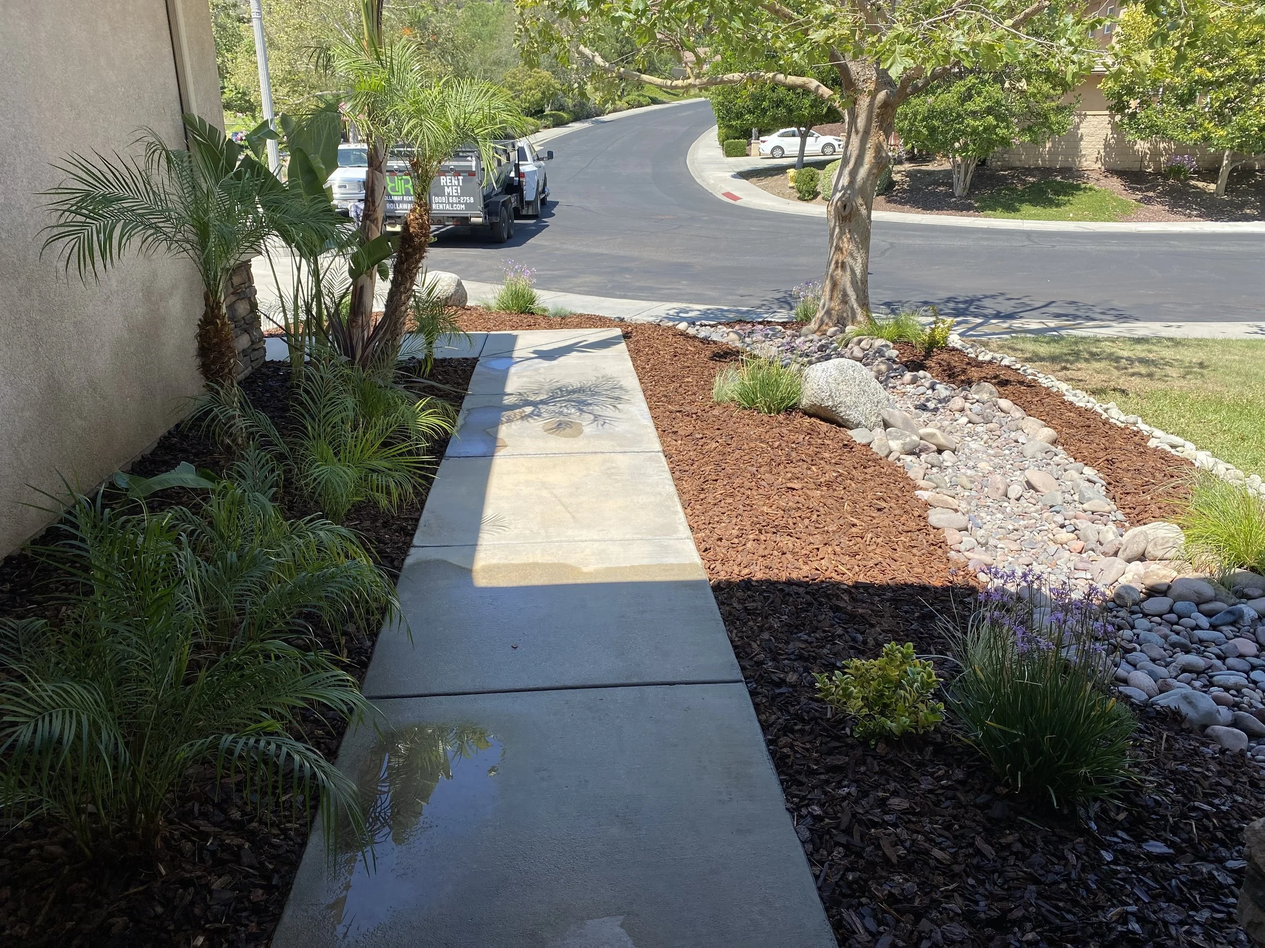 A sidewalk runs alongside a landscaped yard with palm trees, bushes, and shrubs, bordered by reddish-brown mulch and decorative rocks. A tree with a rounded canopy is in the background, near a curved street with parked cars and a sign indicating rent