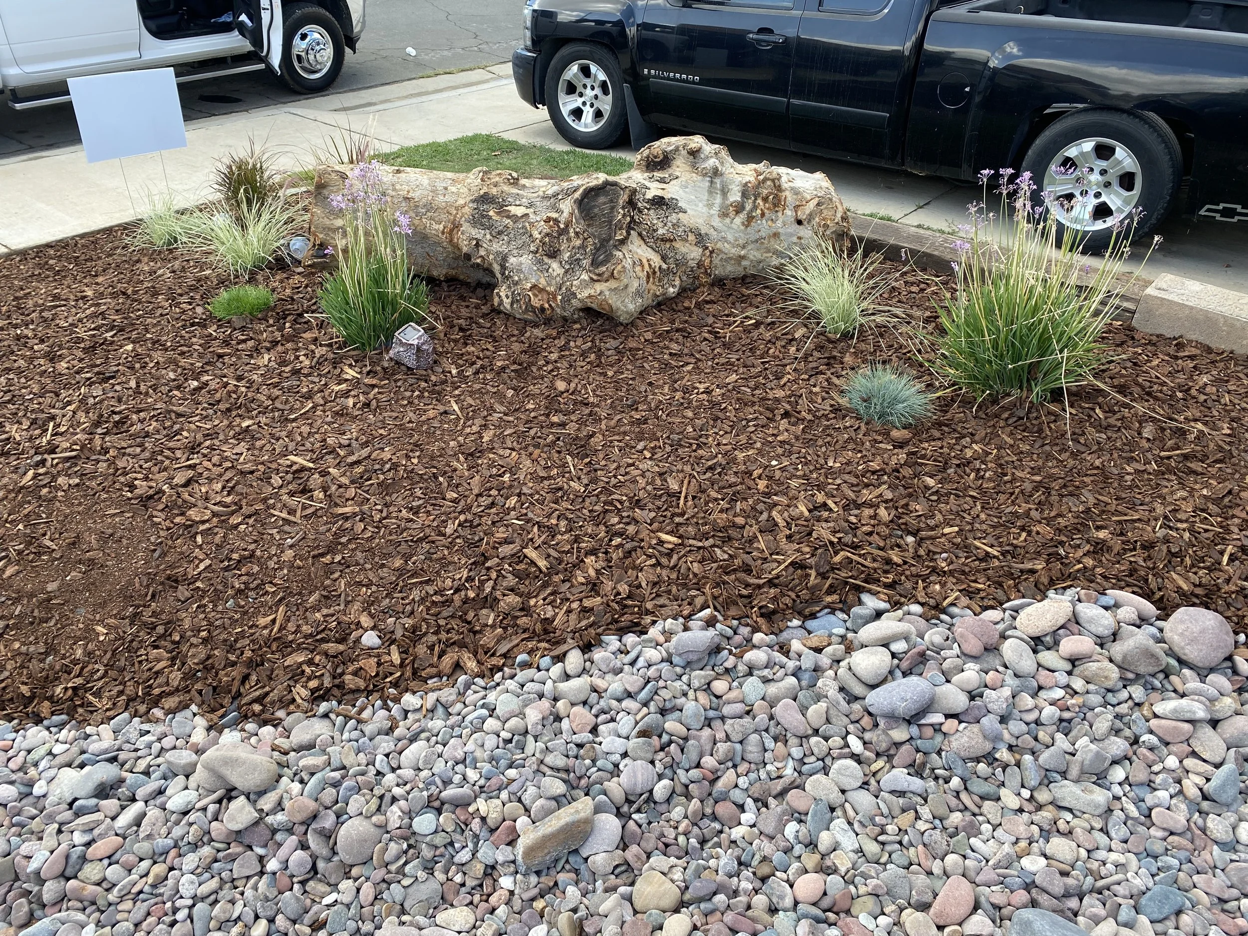 Landscape with brown mulch, decorative rocks, and drought-tolerant plants surrounding a large piece of driftwood, Located in Murrieta CA