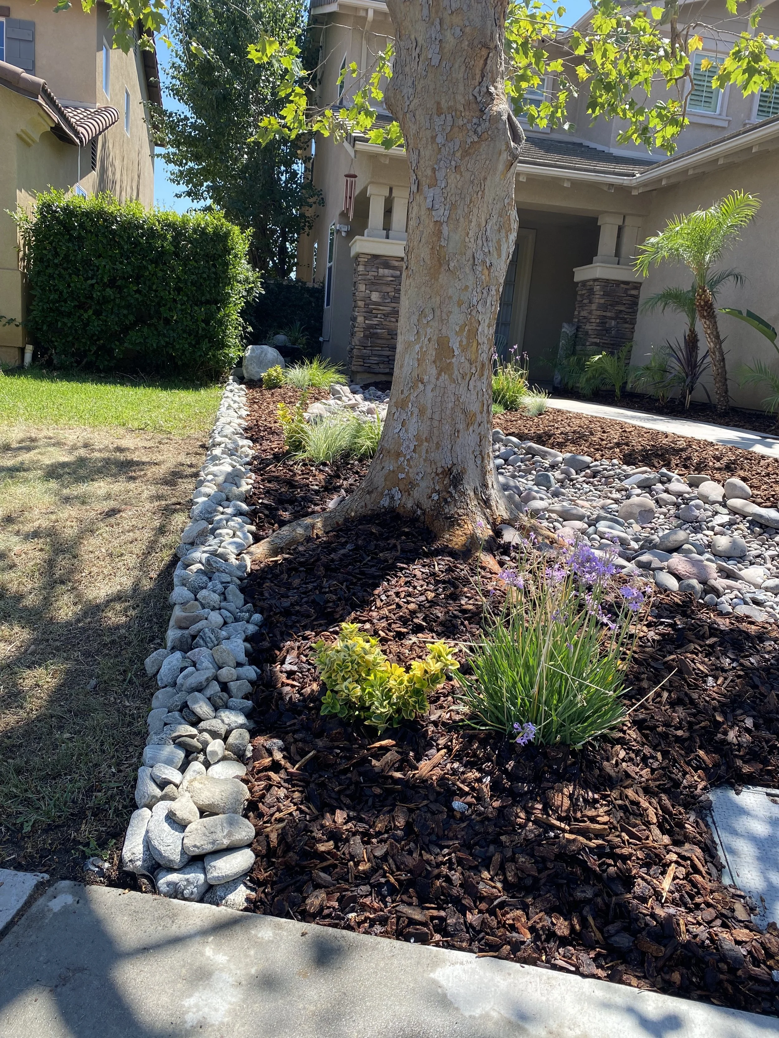 A landscaped front yard with a tree in the center, bordered with white and gray rocks, and plants including purple flowers and small shrubs.