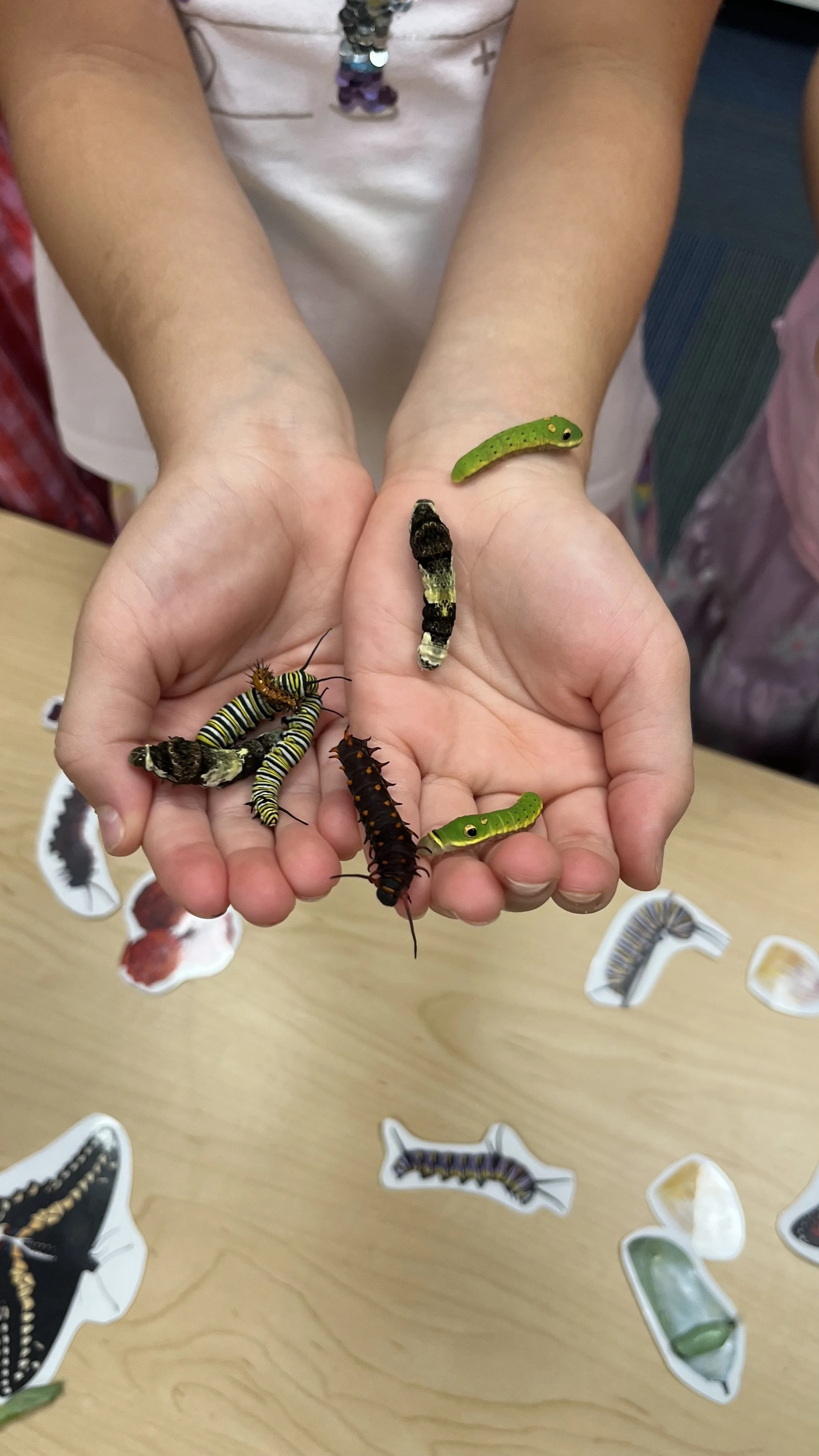 A child's hands holding various colorful caterpillars and larvae, with additional caterpillar and insect stickers on the table below.