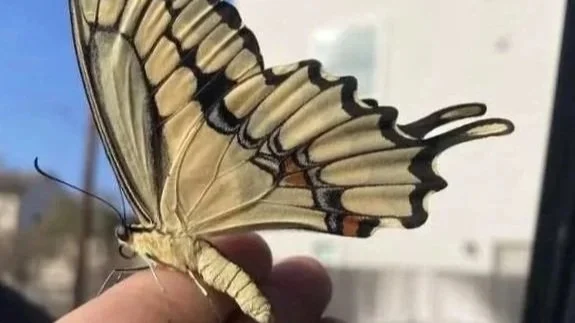 Close-up of a butterfly perched on a finger, showing detailed wings and antennae.