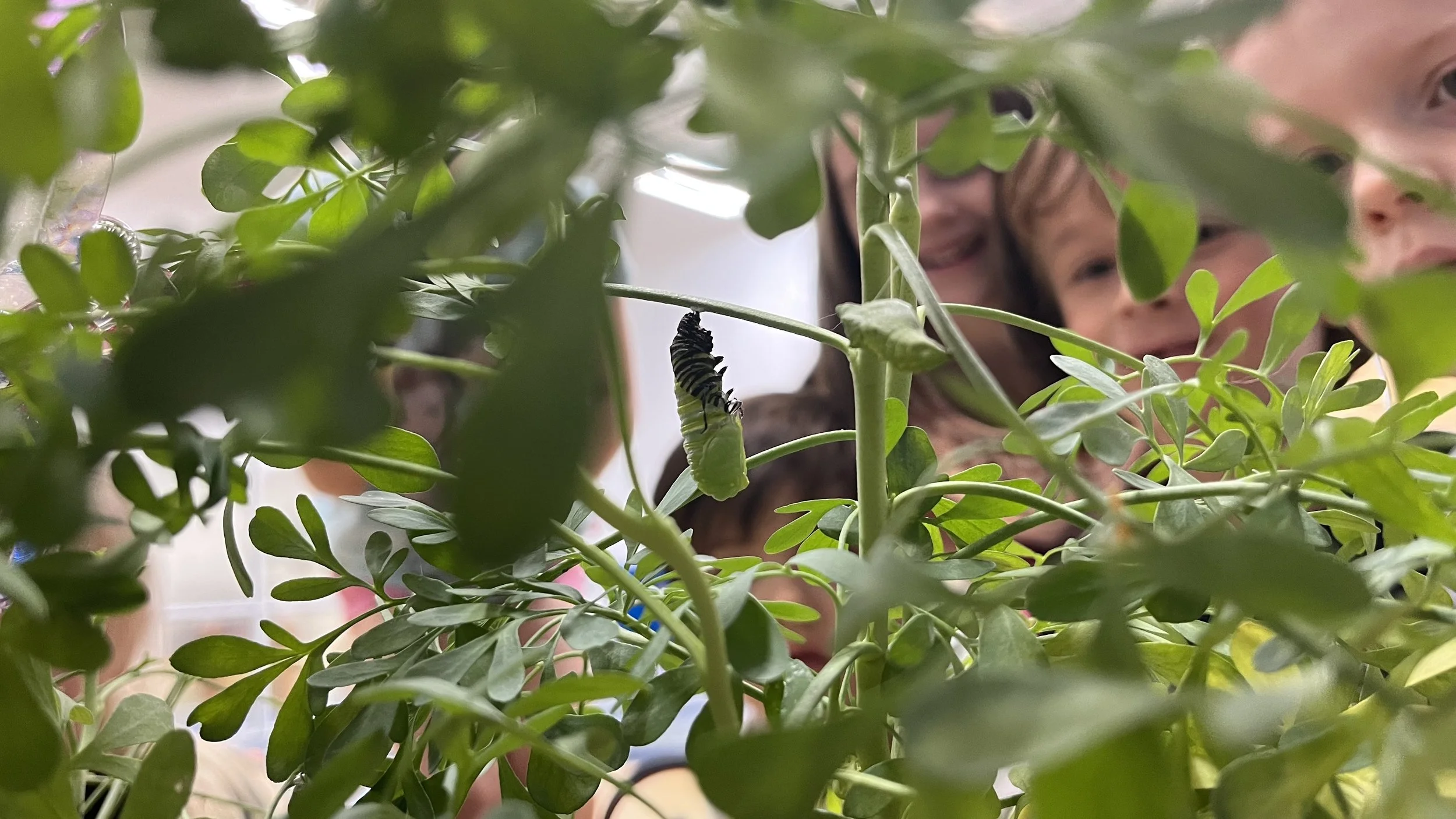 Children looking through greenery at a caterpillar on a plant stem.