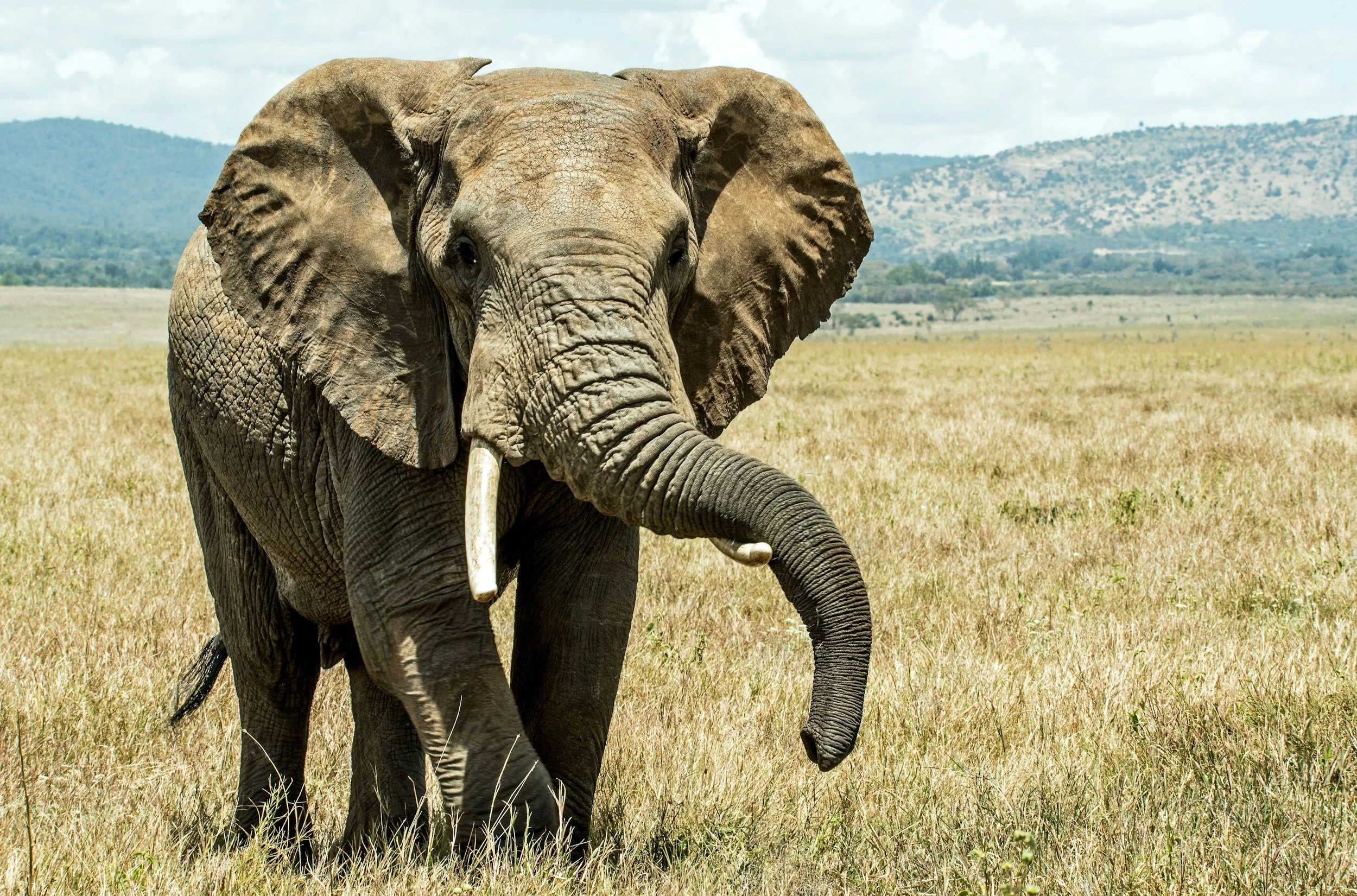 The Elephant in the Phonics Room: Rethinking Phonics in Diverse Classrooms