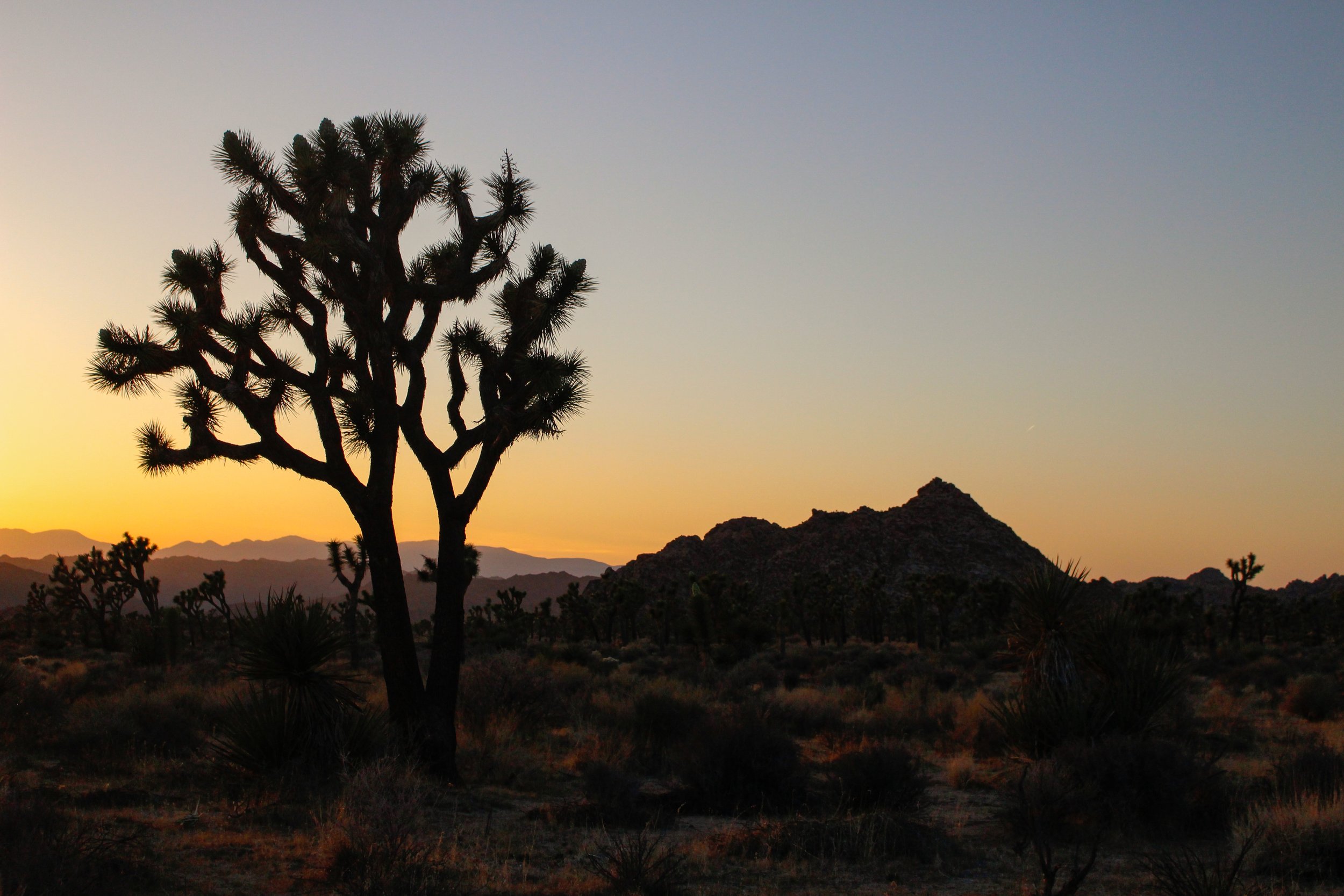 Joshua Tree Sunset.jpg