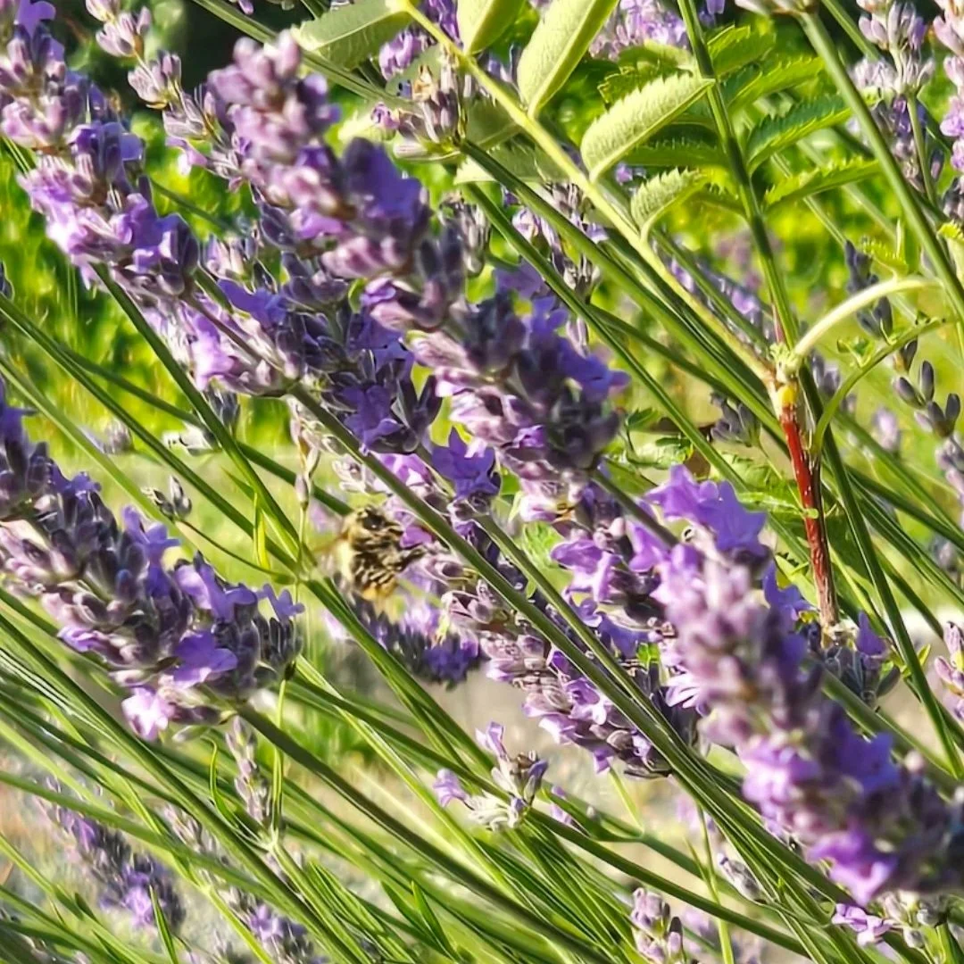 lavender+3.jpg