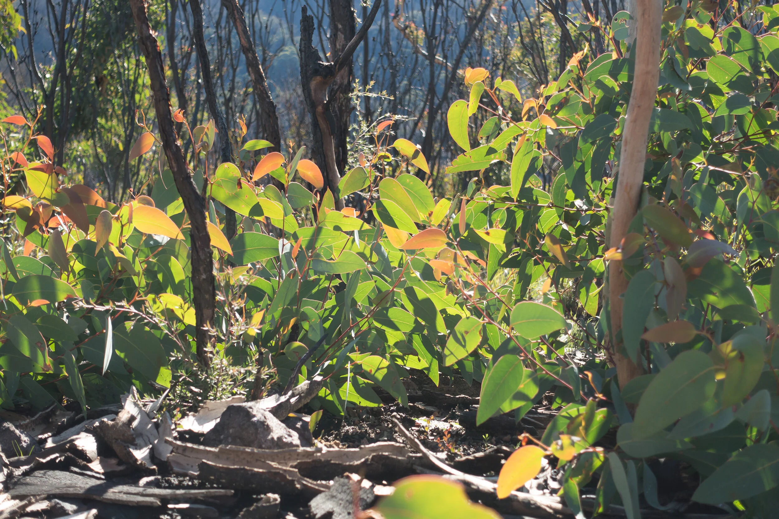 Fri 19 June 2020, vicinity Emu Cave, Blue Mountains National Park, colours returning to Country.