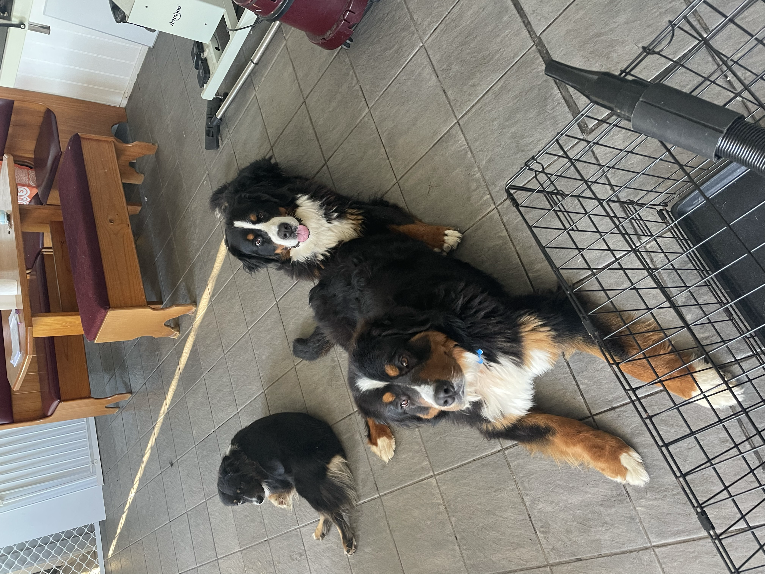 Forest, Star & Cinders