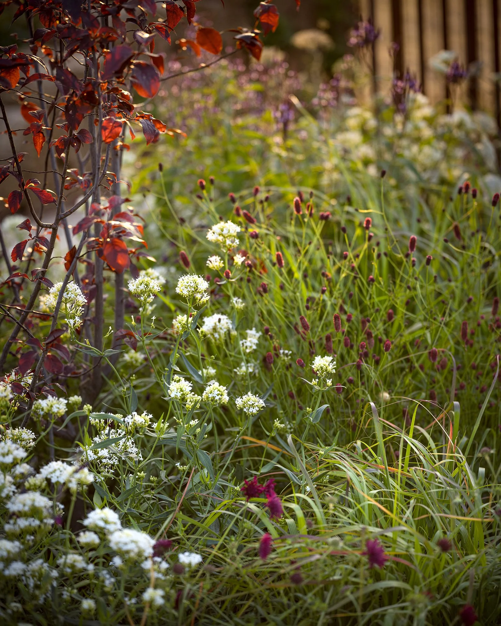 PLANT LIST: RHS Sandringham Flower Show | RHS Crafted from Nature Garden