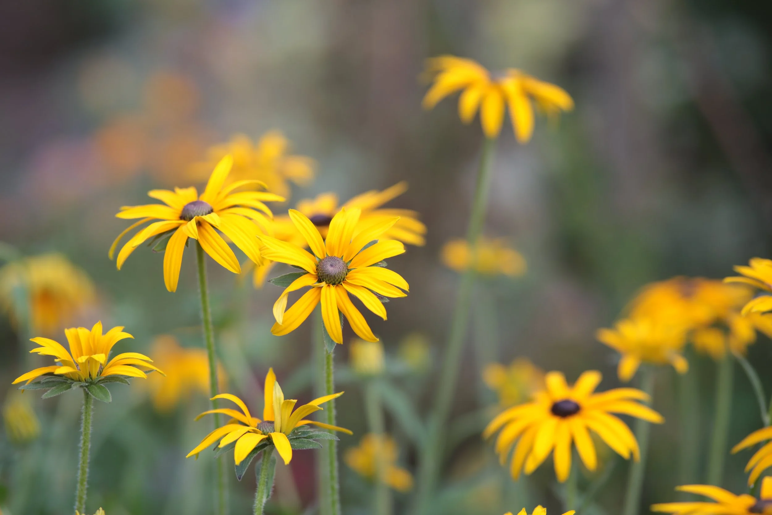 Gardening in a Changing Climate