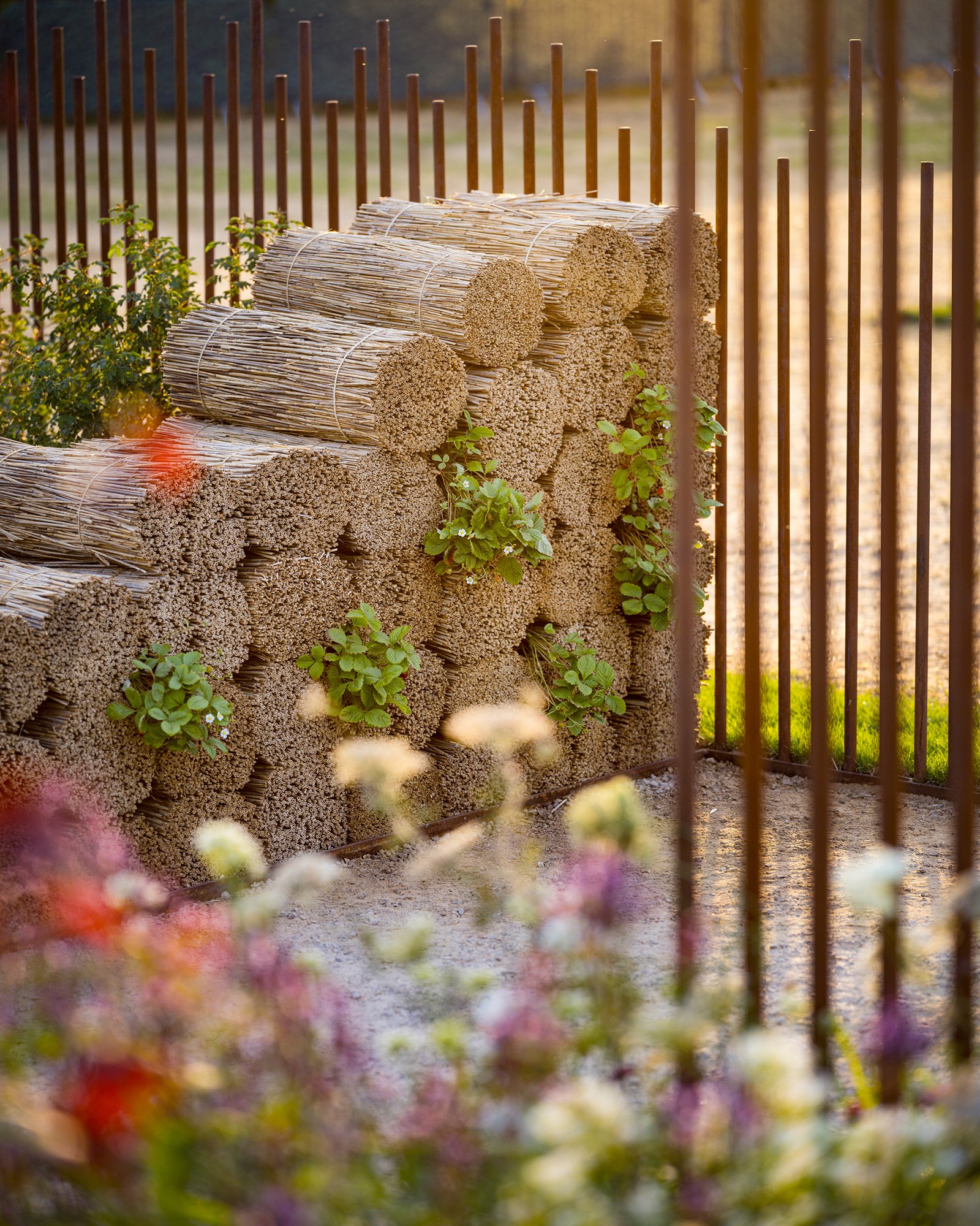 RHS Crafted from Nature Garden by Stark Strand. Image shows Norfolk reed bundles planted with wild strawberries 