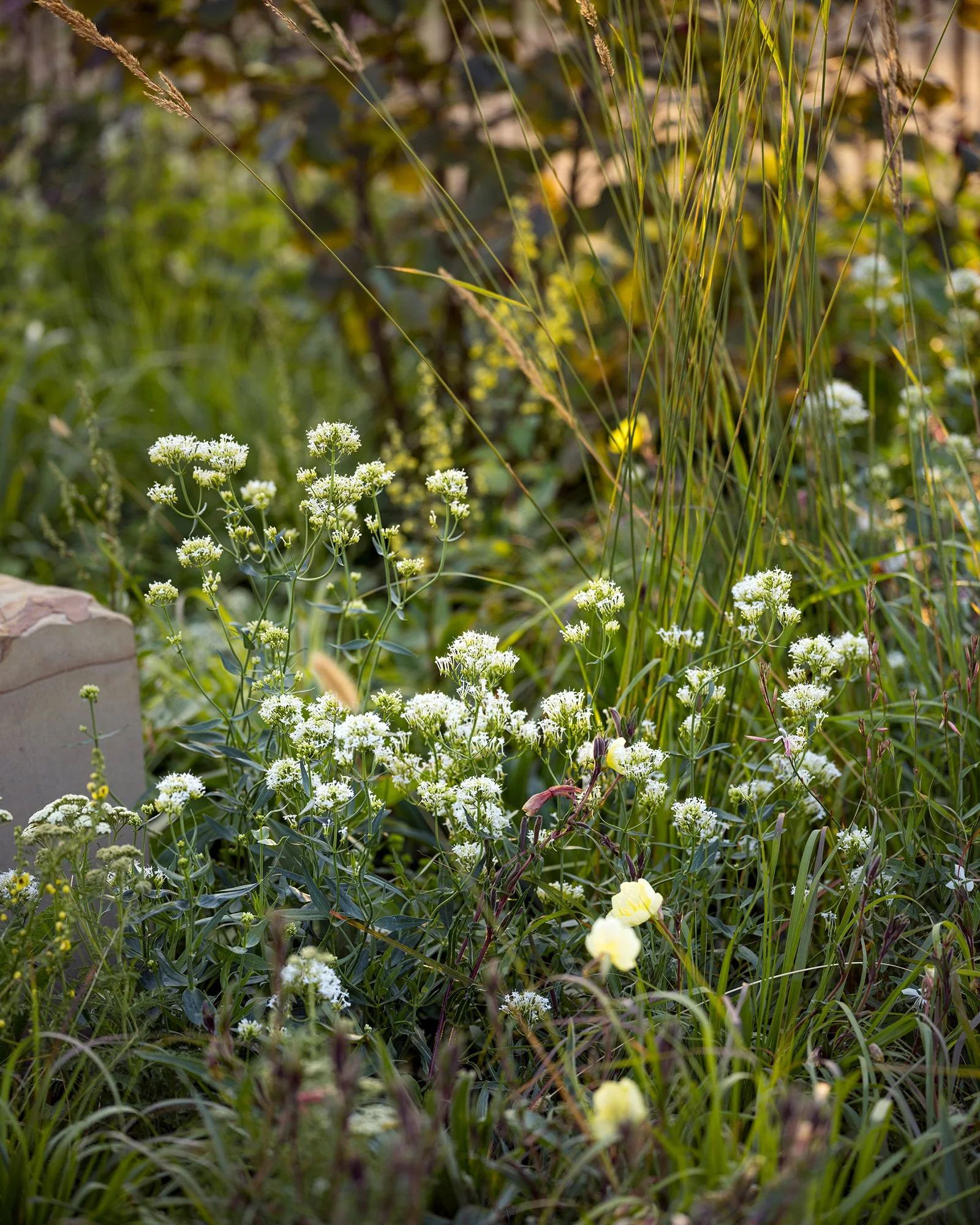 RHS Crafted from Nature Garden by Stark Strand. Image shows naturalistic planting inspired by Norfolk meadows.
