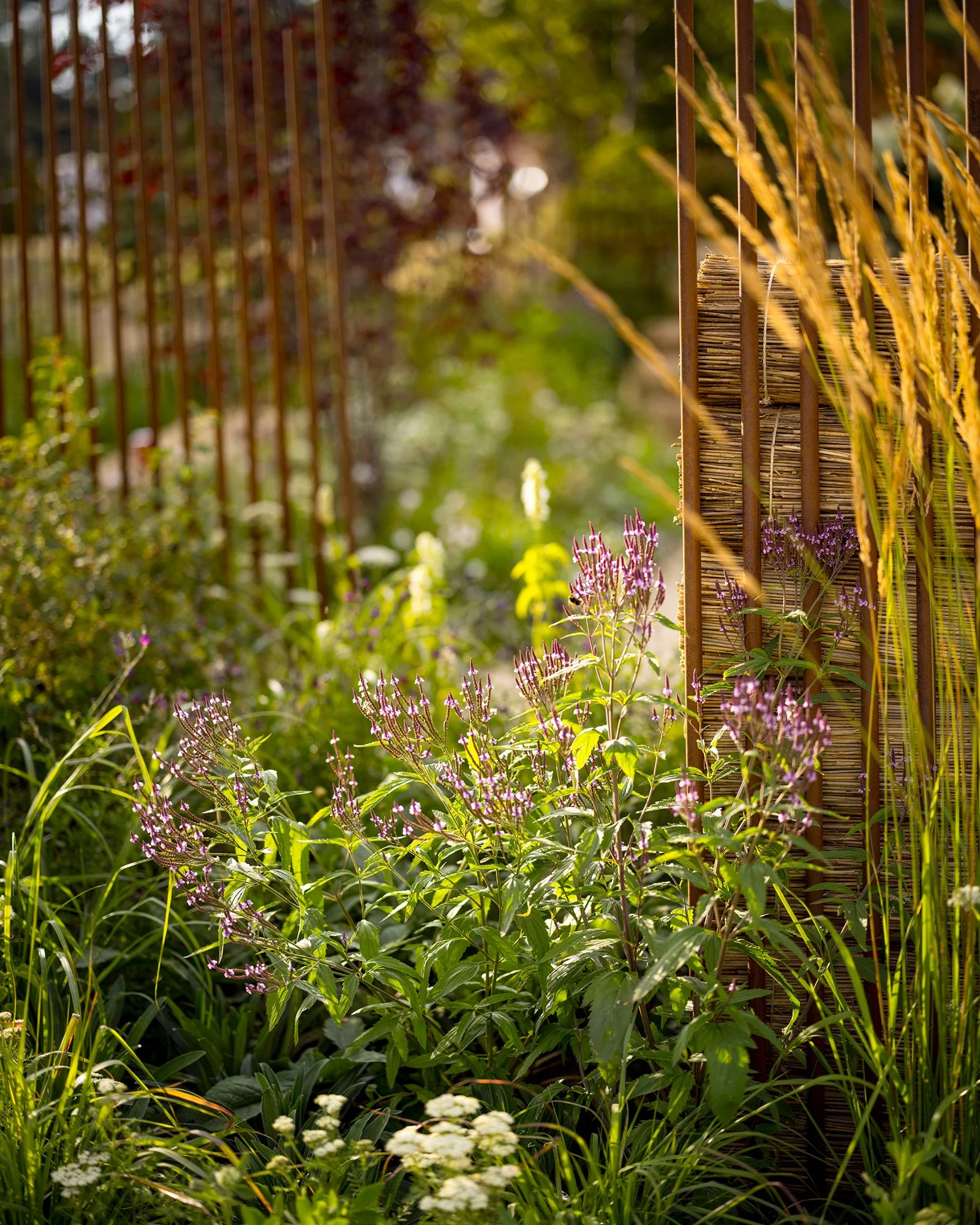 RHS Crafted from Nature Garden by Stark Strand. Image shows naturalistic planting inspired by Norfolk meadows.