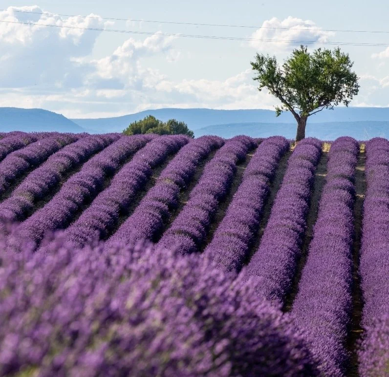 Lavender field with rows of purple flowers and a lone tree, mountains in the background.