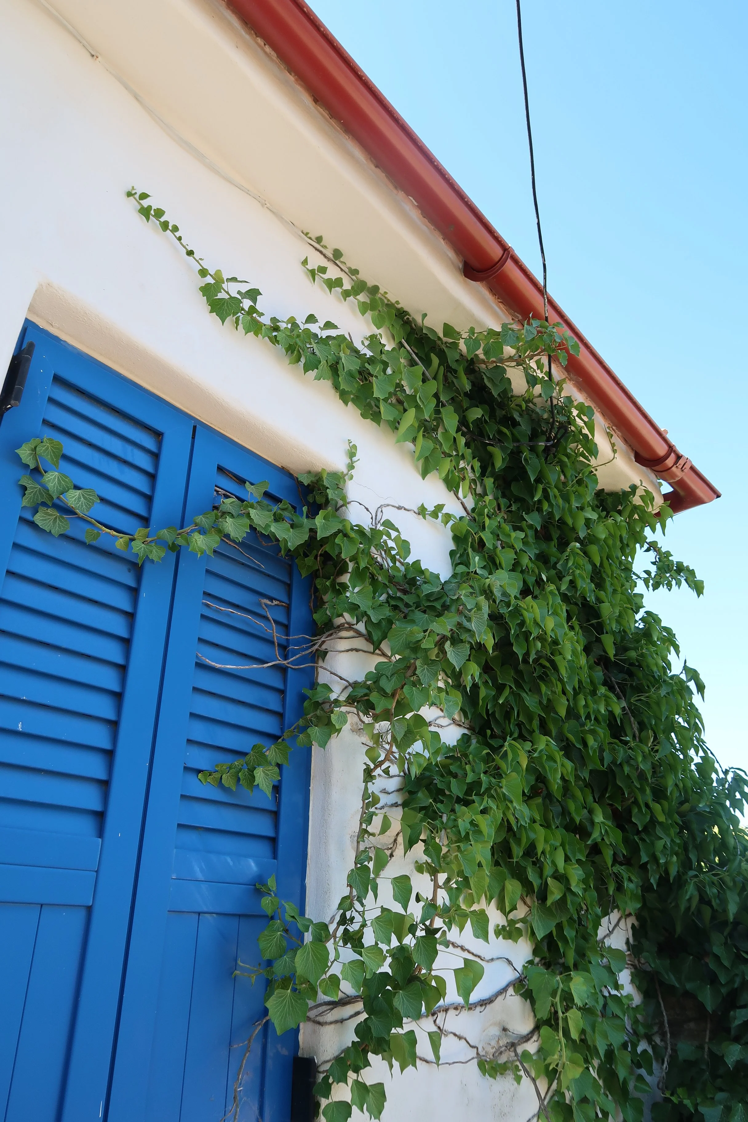 Blue shutter door on a white building, with green ivy climbing up the wall, red roof edge, and power lines against a clear blue sky. Samos Untold