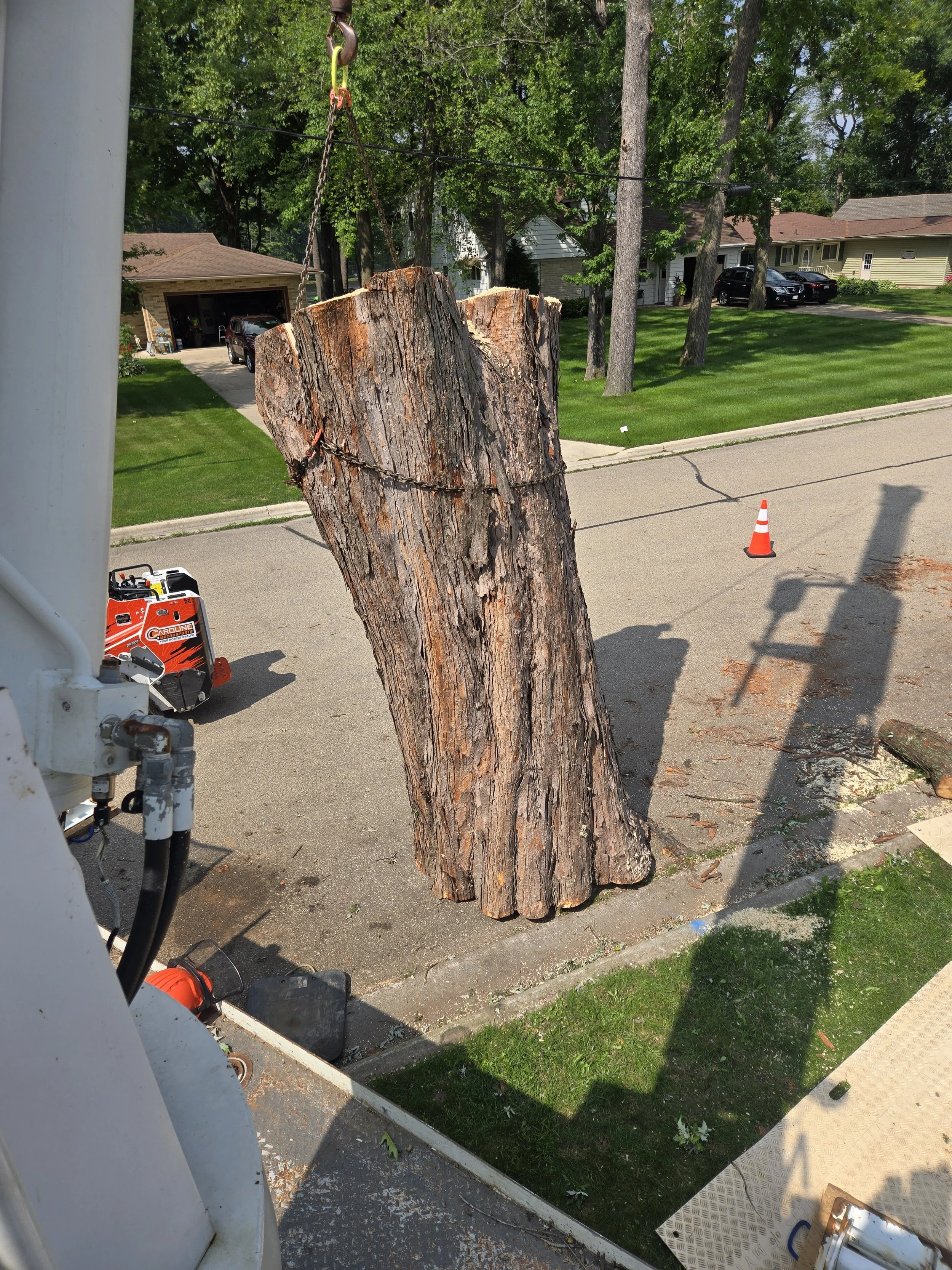 Meghan Brooks maple trunk.jpg